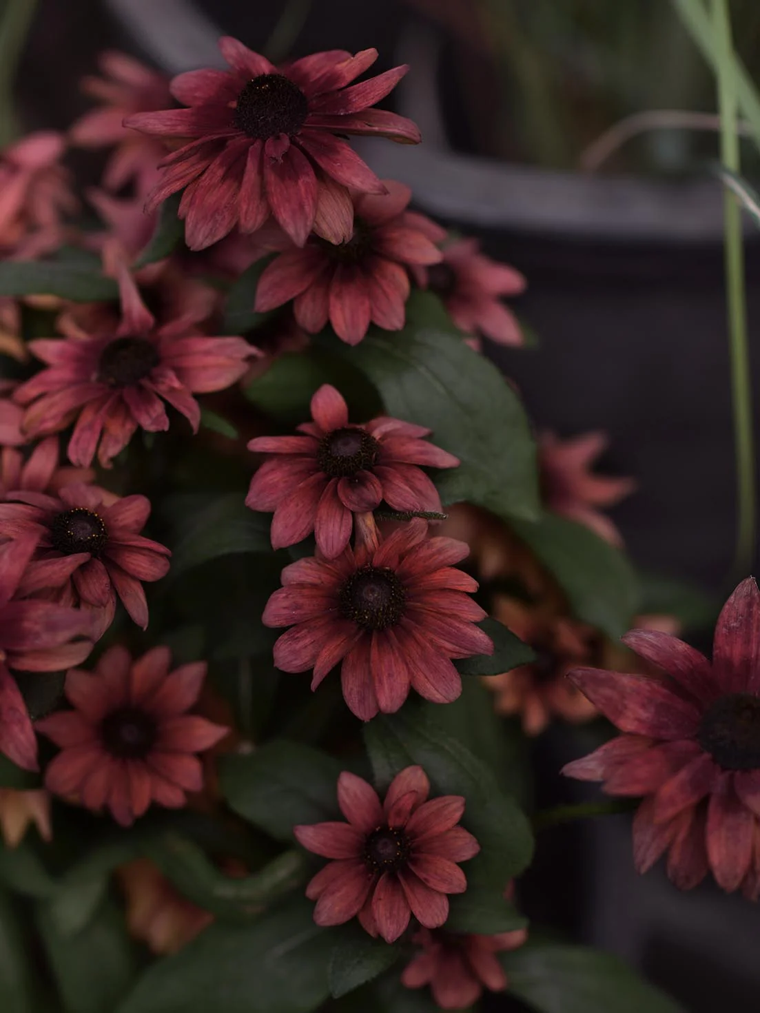 Rudbeckia 'Cherry Brandy' - Image 3
