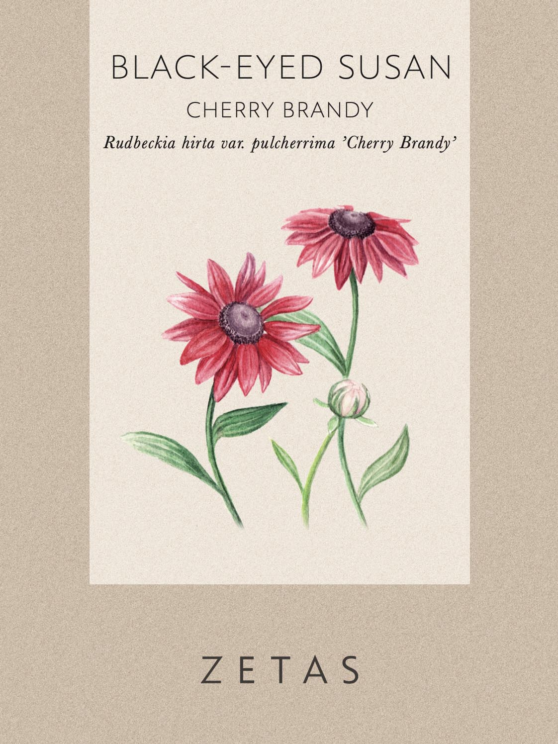 Rudbeckia 'Cherry Brandy' - Image 4