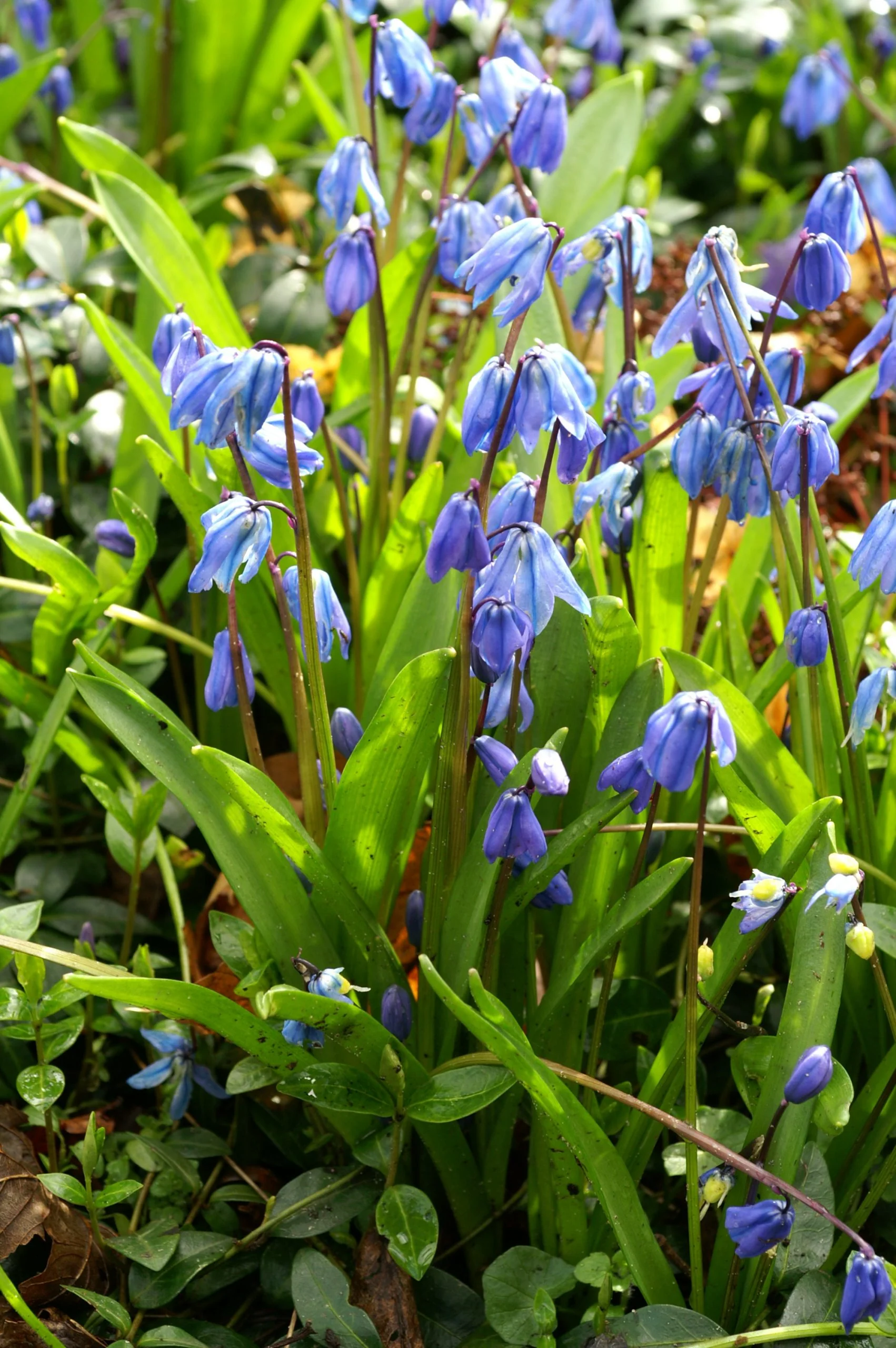 Miniatyrbild 2