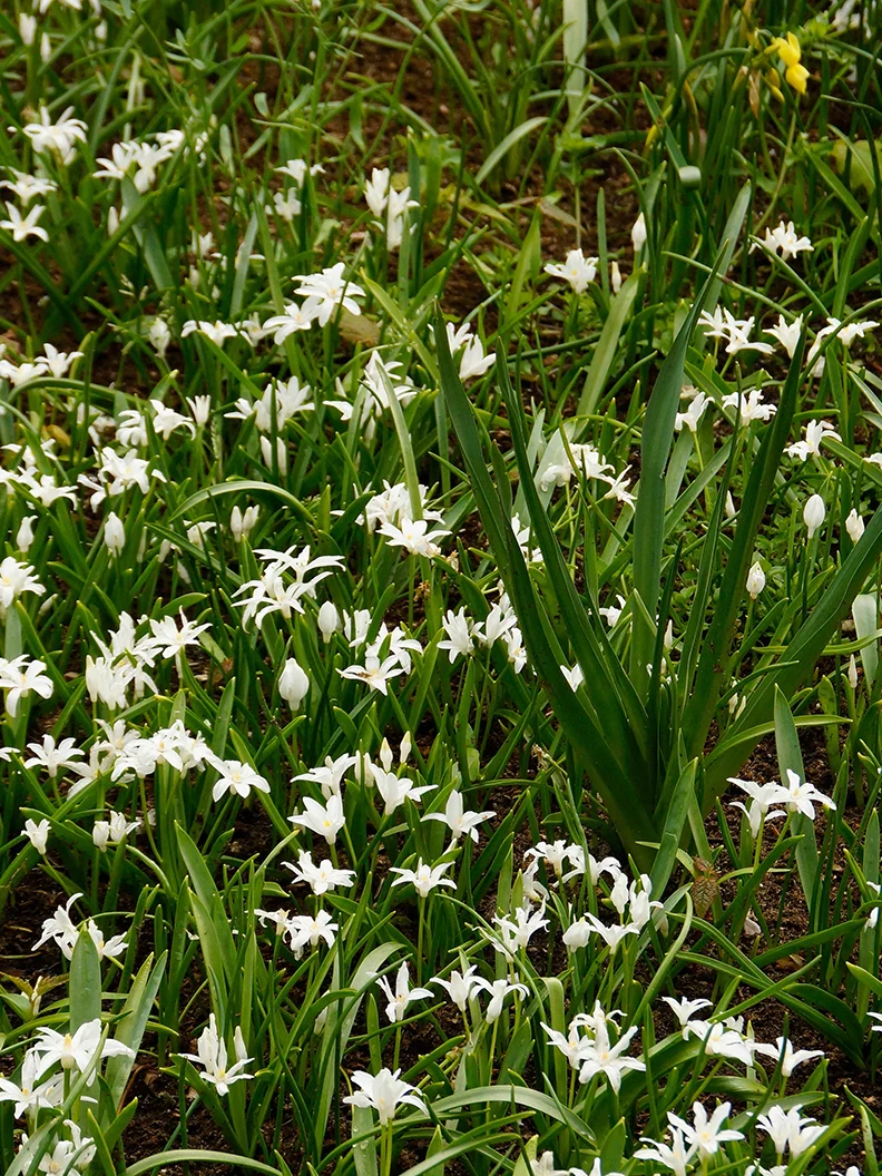 Rysk blåstjärna 'Alba' - Image 3