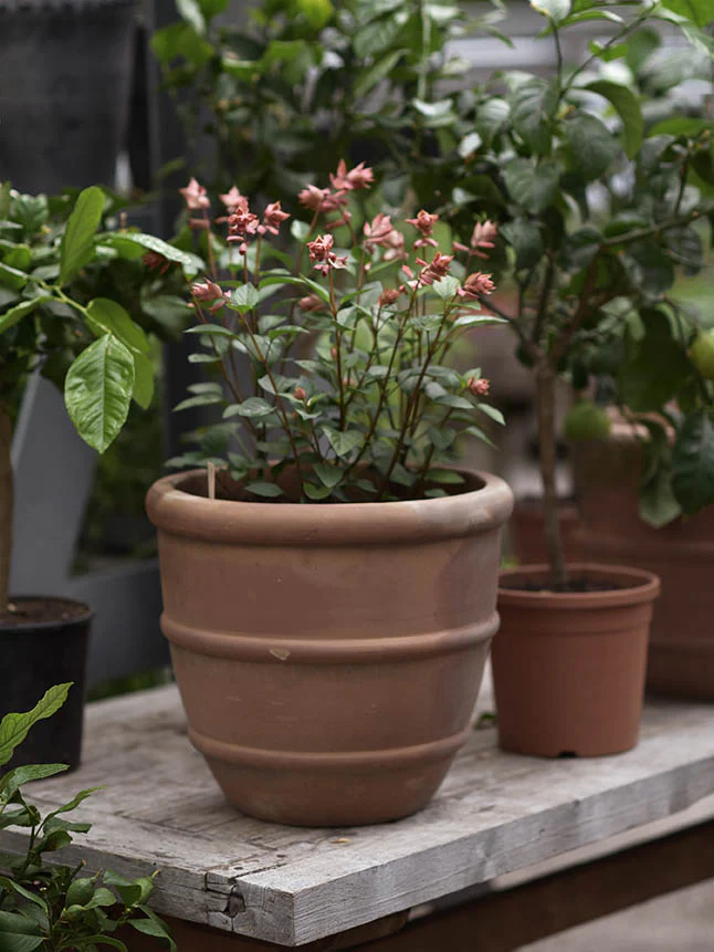 Salvia 'Apricot' - Image 3