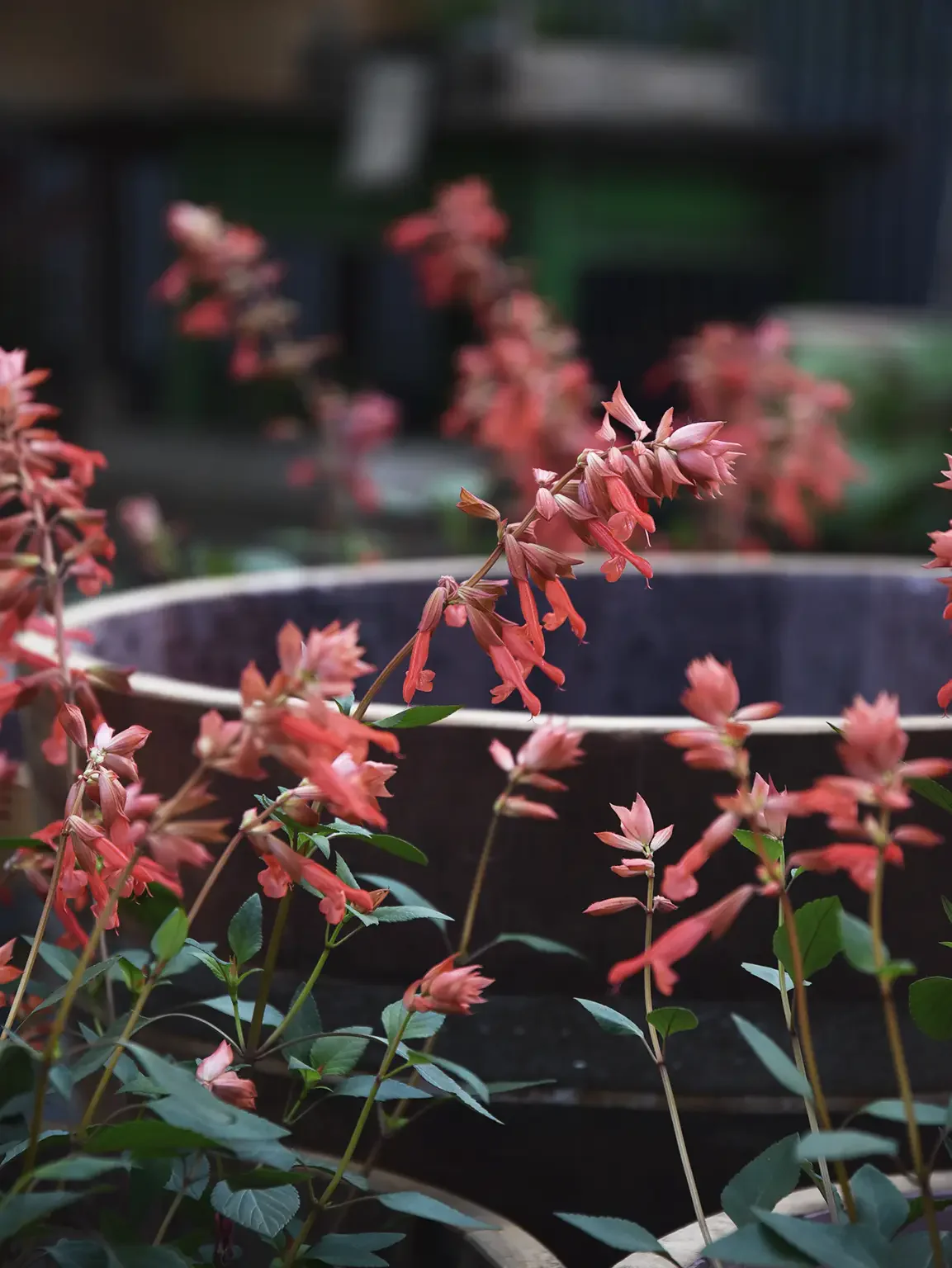 Salvia 'Apricot' - Image 4