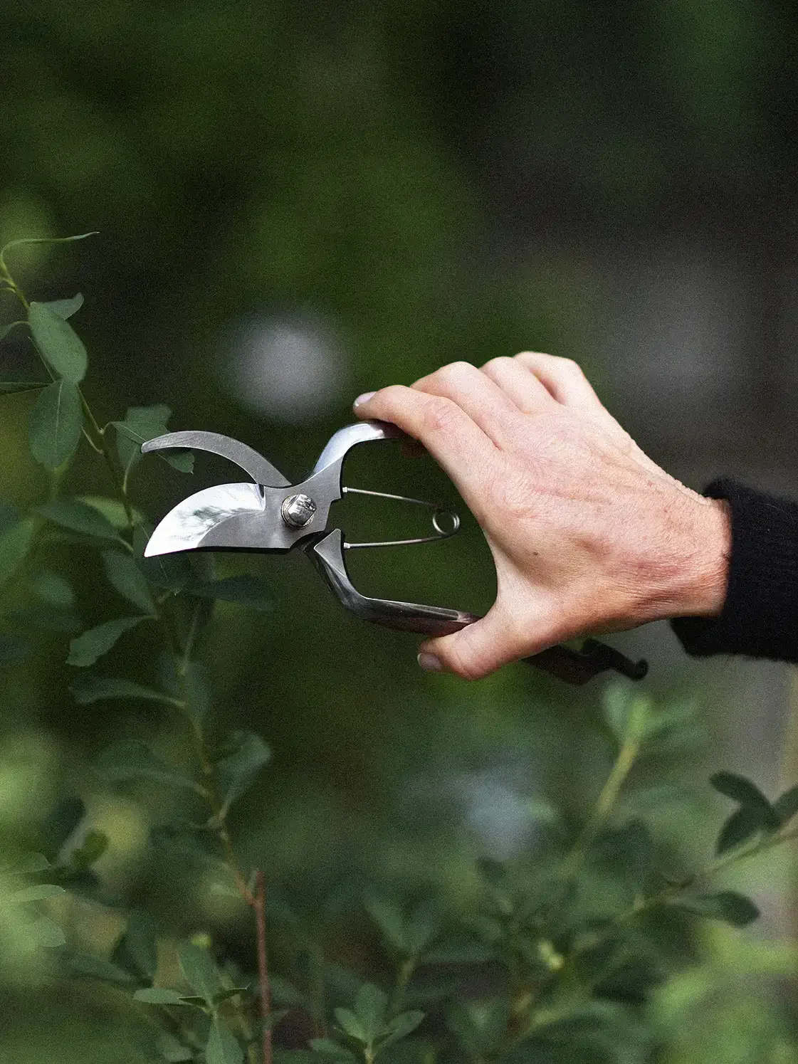 Sekatör 'Björk' - Image 3