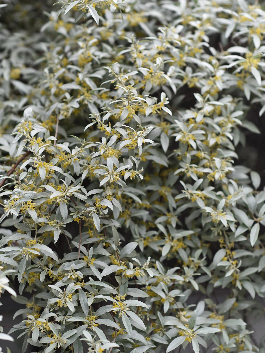 Silverbuske 'Quicksilver' - Image 4