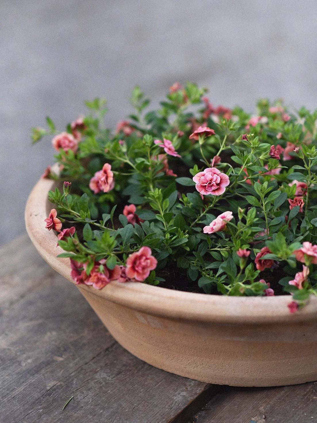 Småpetunia (Million Bells) 'Apricot' - Image 2