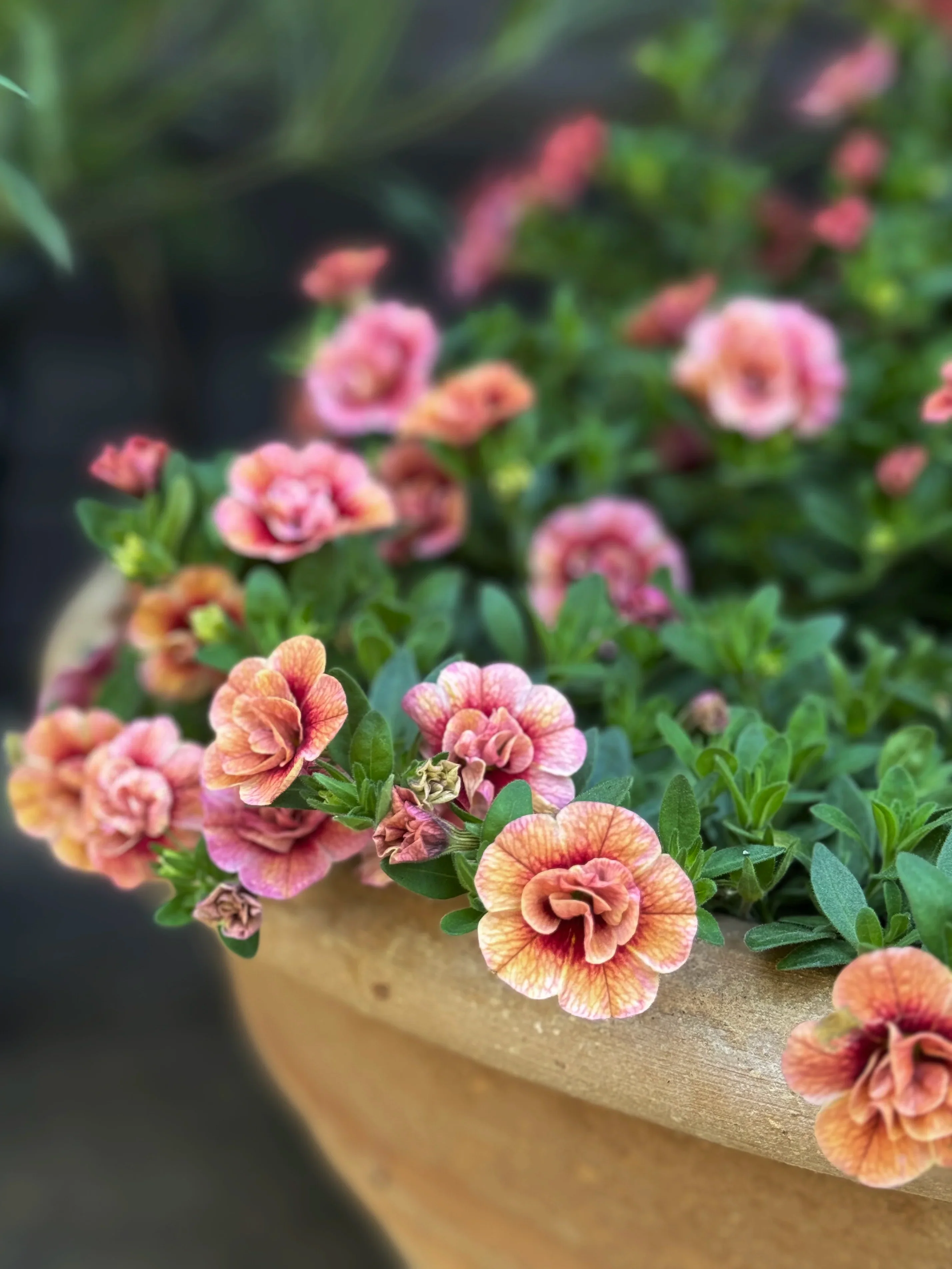 Småpetunia (Million Bells) 'Apricot' - Image 4