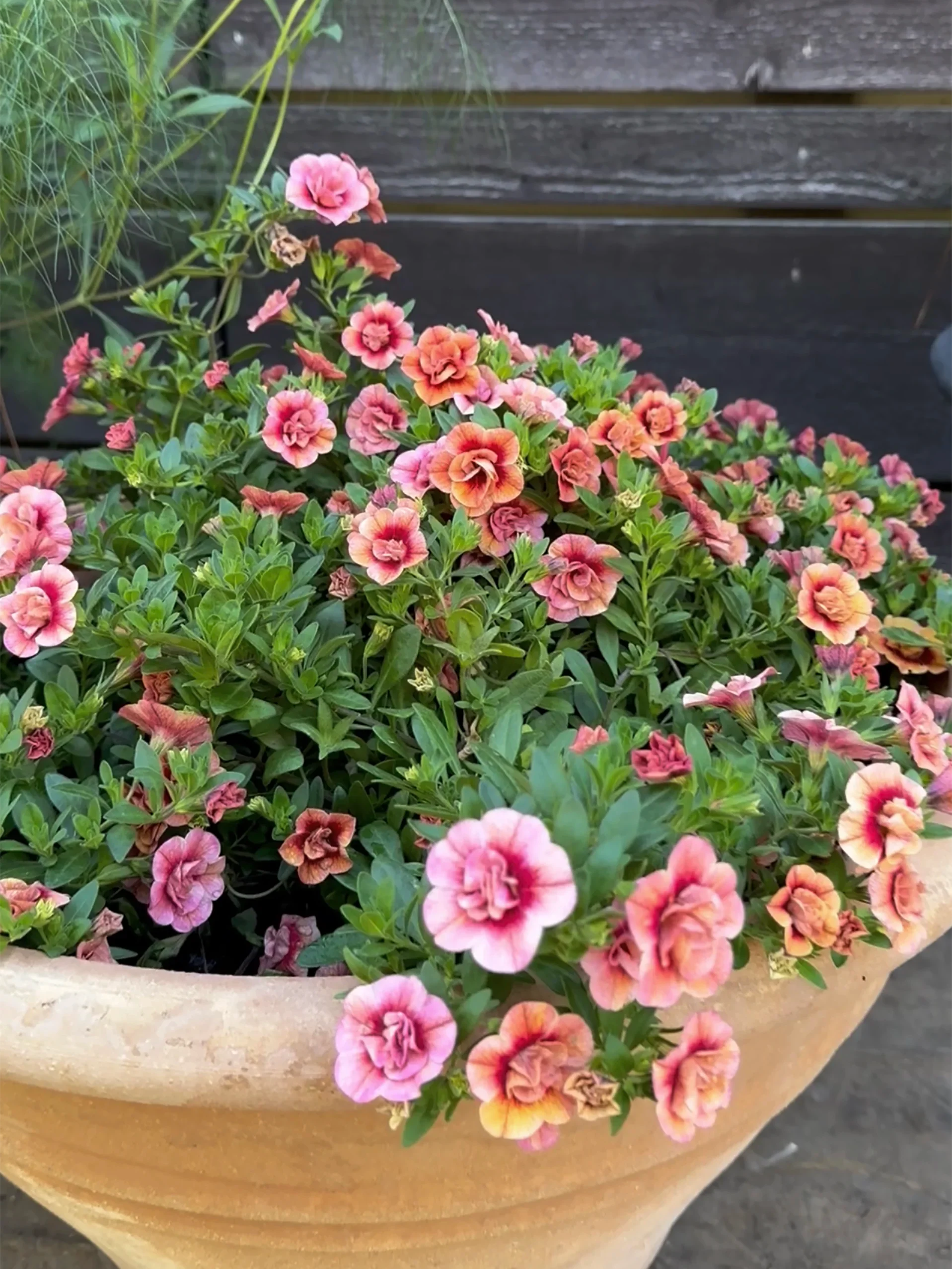 Småpetunia (Million Bells) 'Apricot' - Image 5