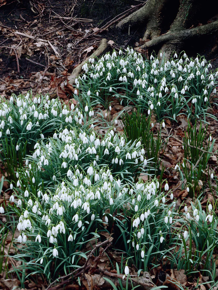 Snödroppe - Image 3
