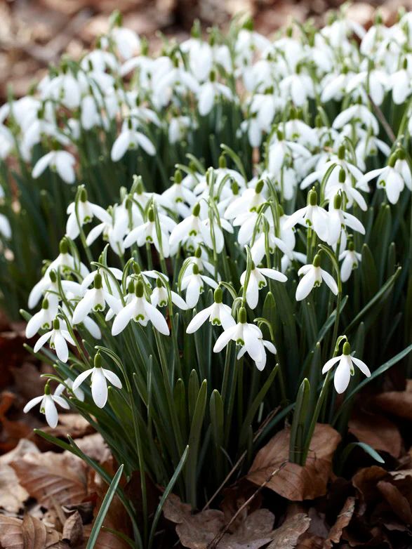 Snödroppe - Image 4