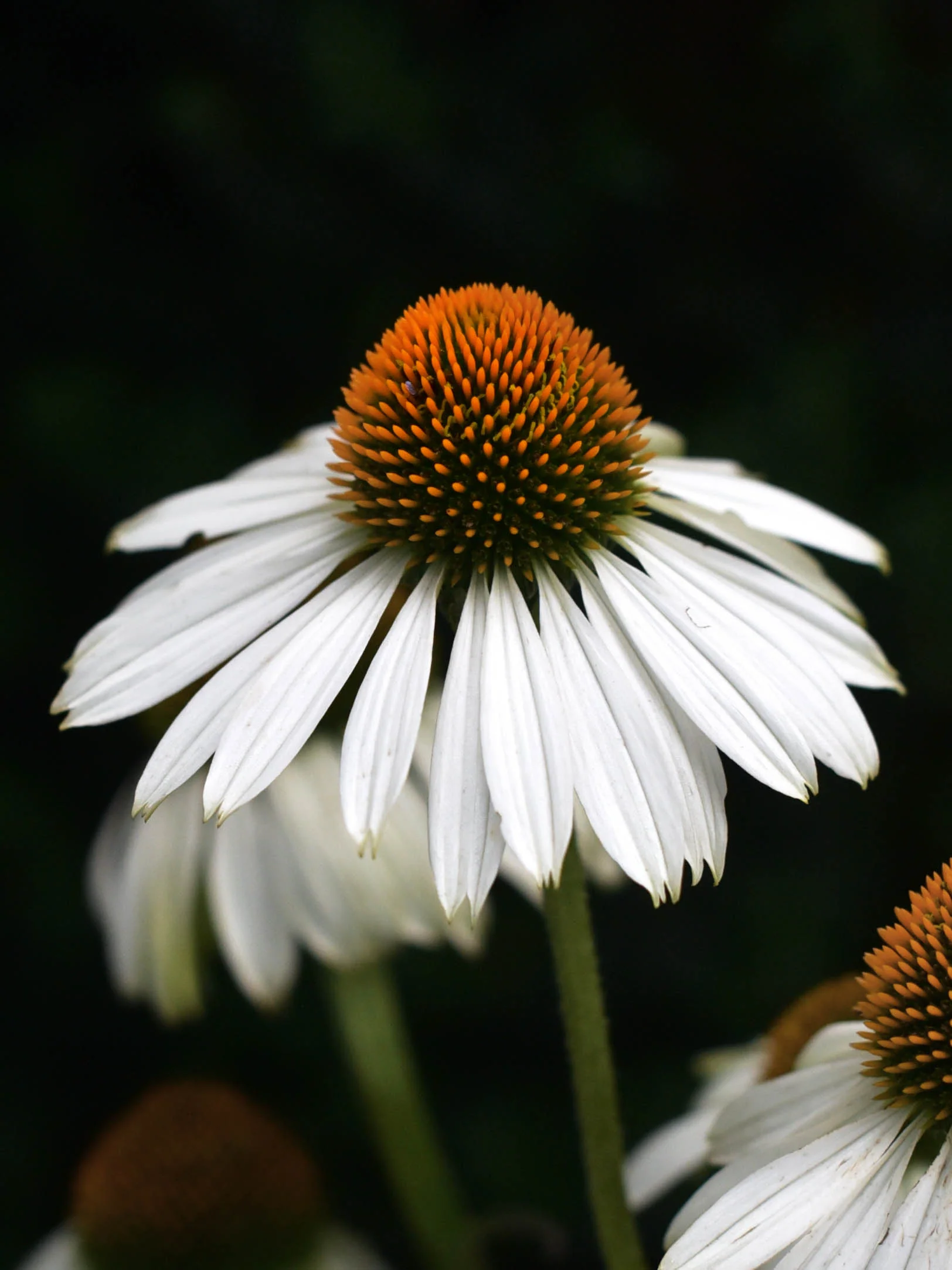 Miniatyrbild 1