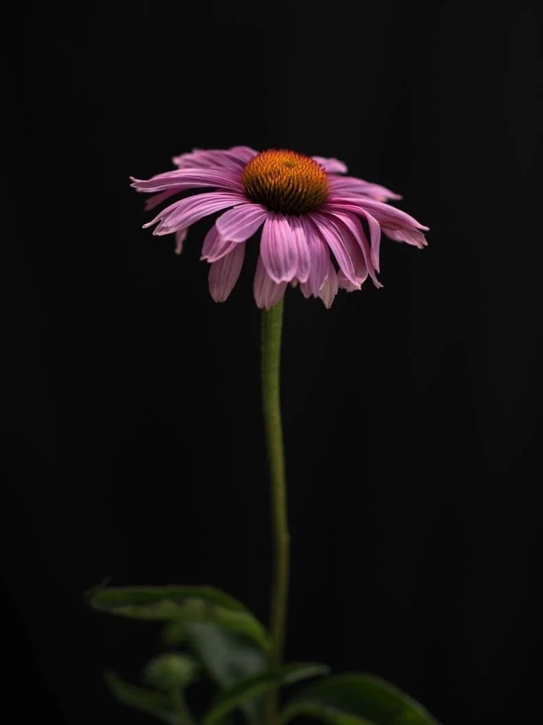 Miniatyrbild 1