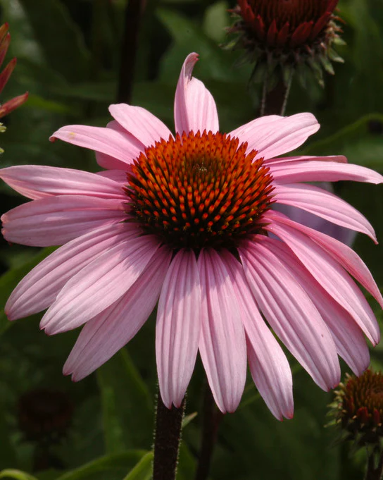 Solhatt 'Magnus' - Image 3