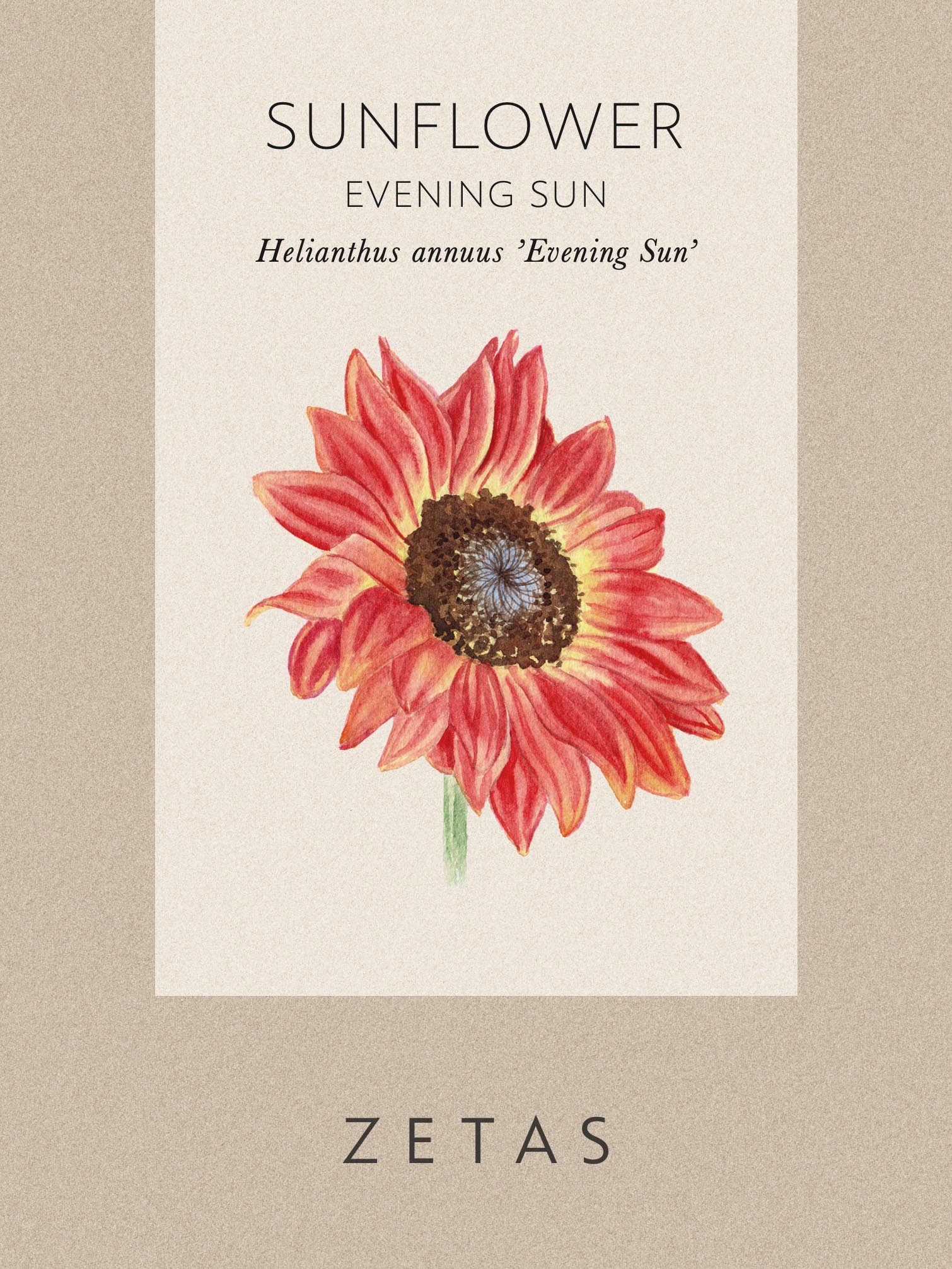 Solros 'Evening Sun' - Image 3