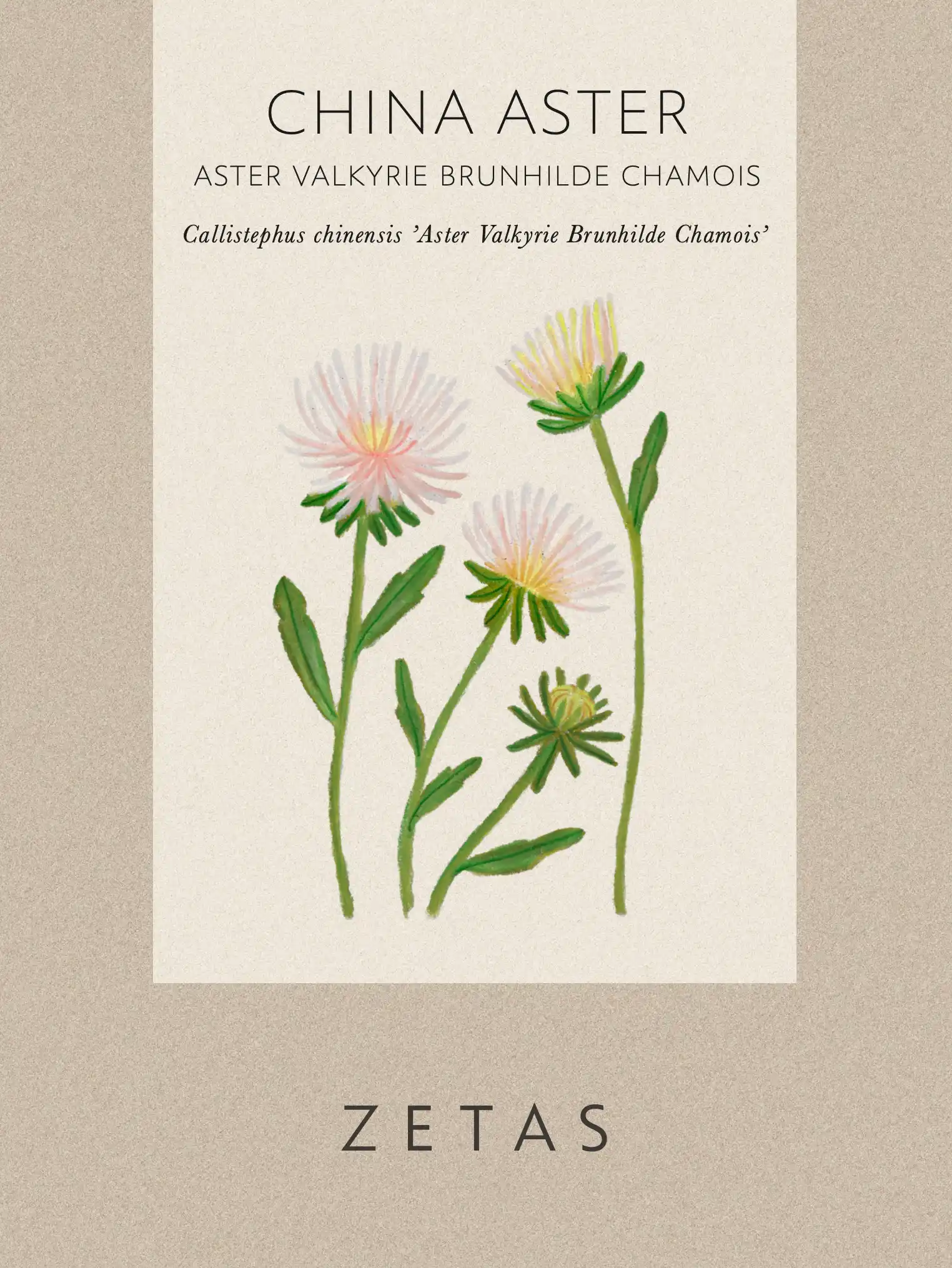 Sommaraster 'Aster Valkyrie Brunhilde Chamois' - Image 2