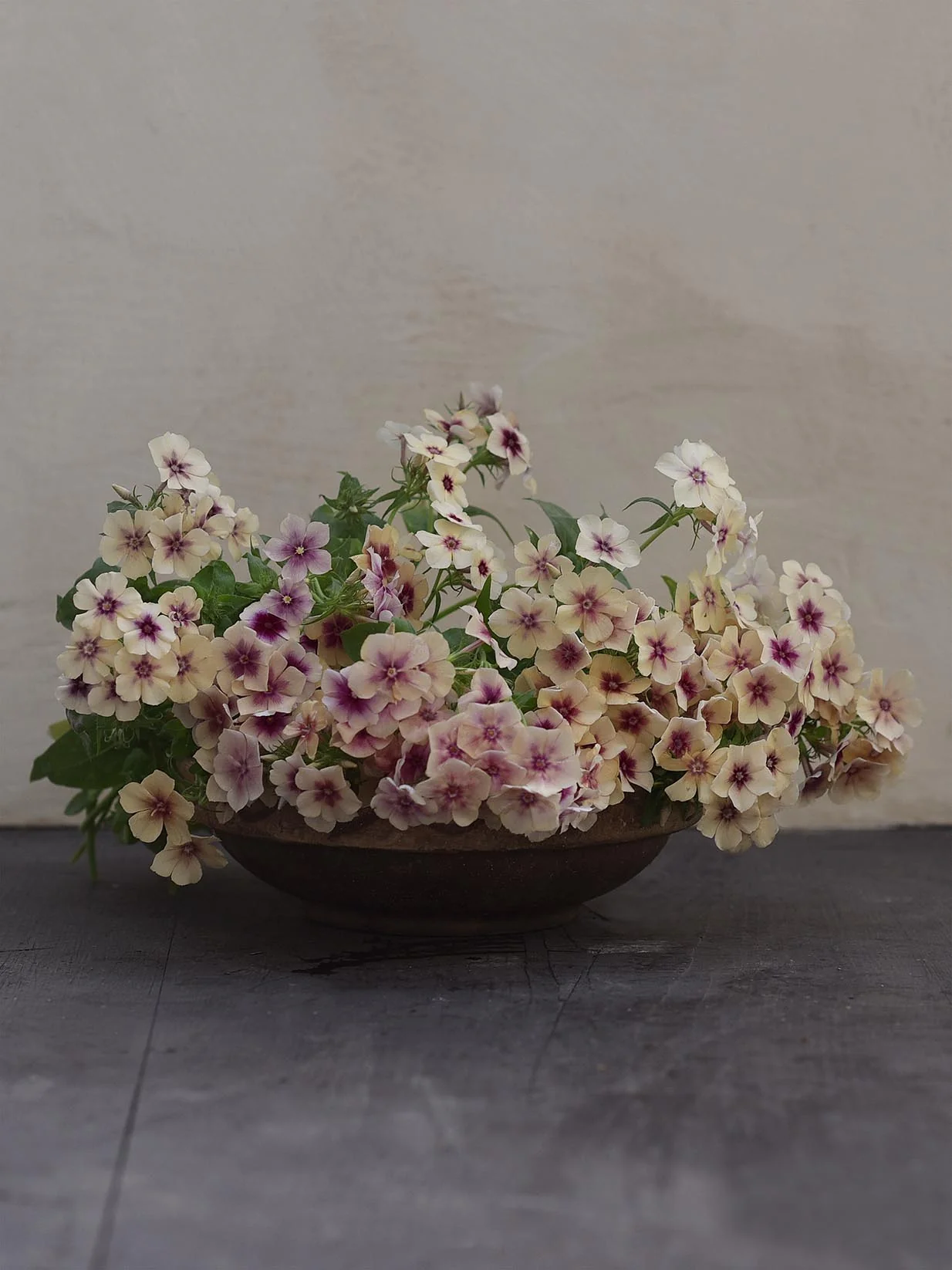 Sommarflox 'Cherry Caramel' - Image 3