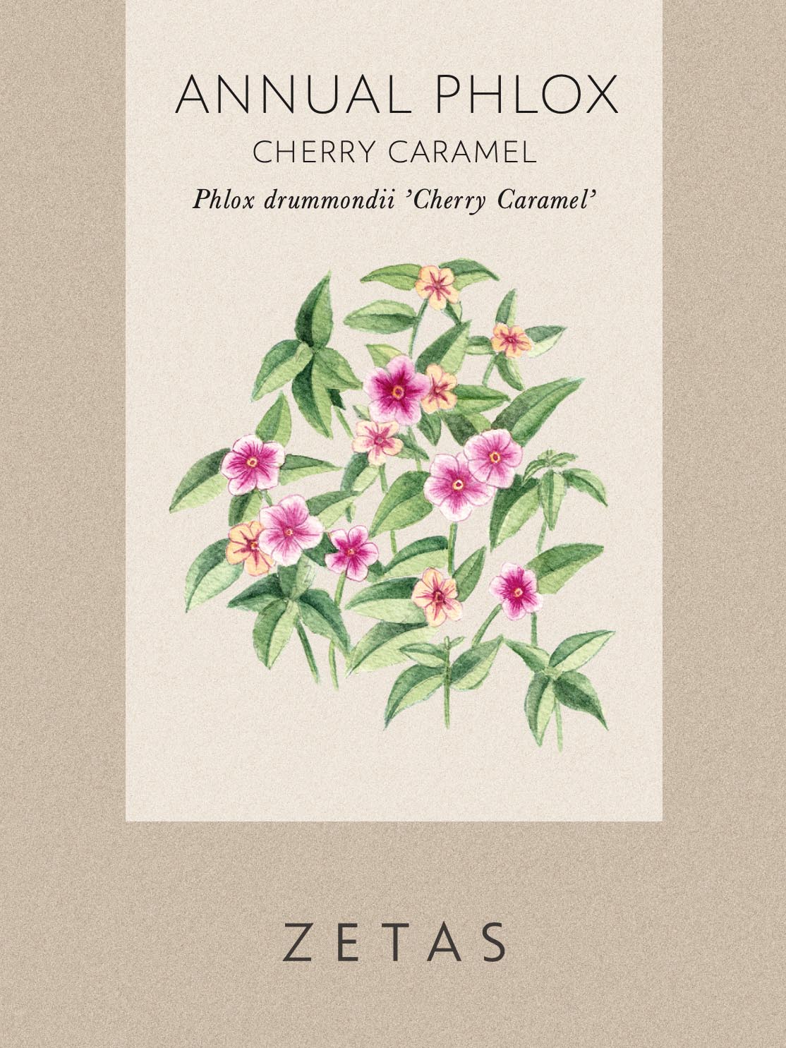 Sommarflox 'Cherry Caramel' - Image 4