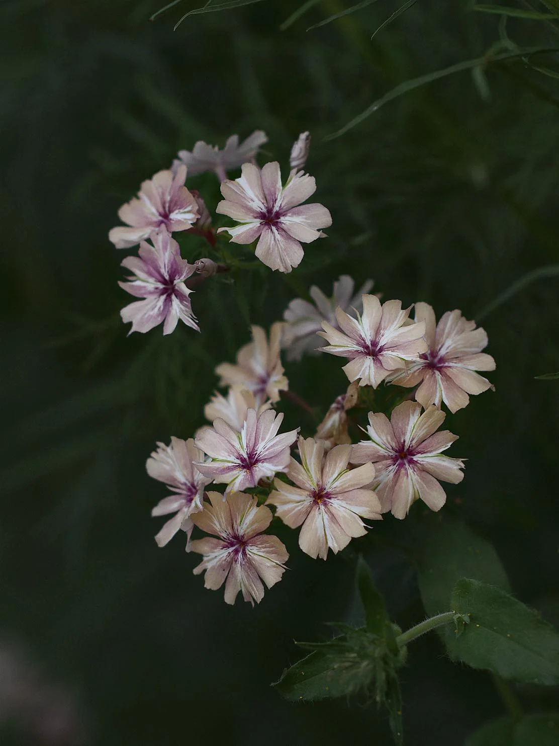 Sommarflox 'Crème Brûlée' - Image 3