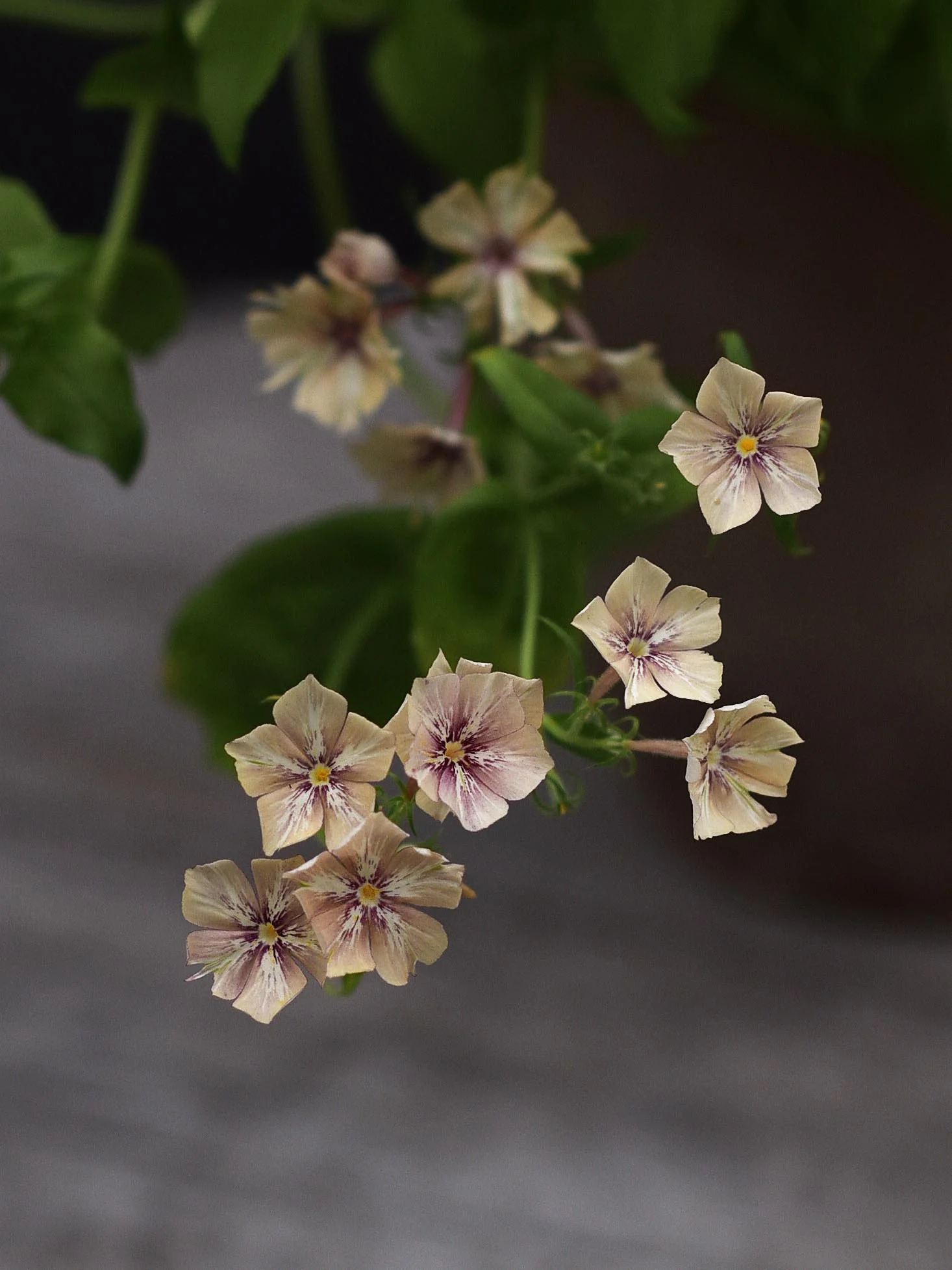 Sommarflox 'Crème Brûlée' - Image 4