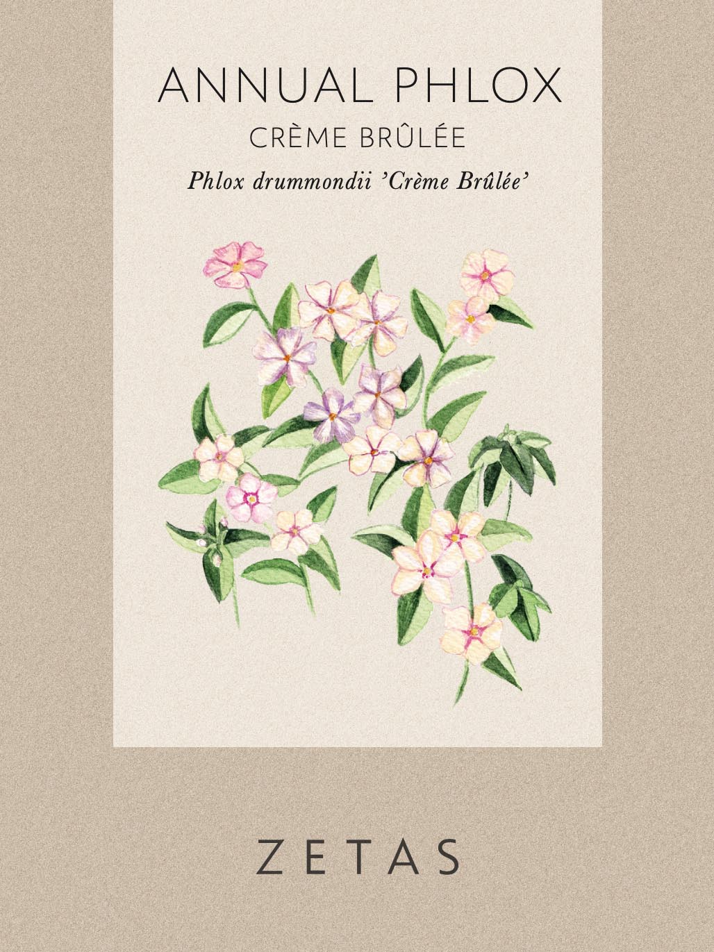 Sommarflox 'Crème Brûlée' - Image 5
