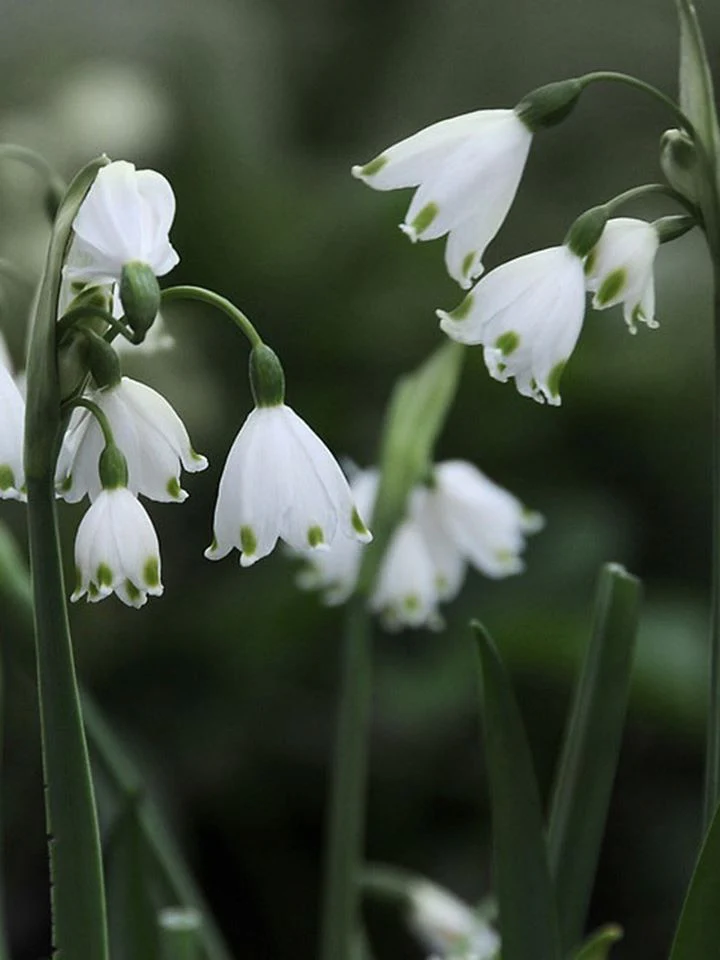 Sommarsnöklocka - Image 2