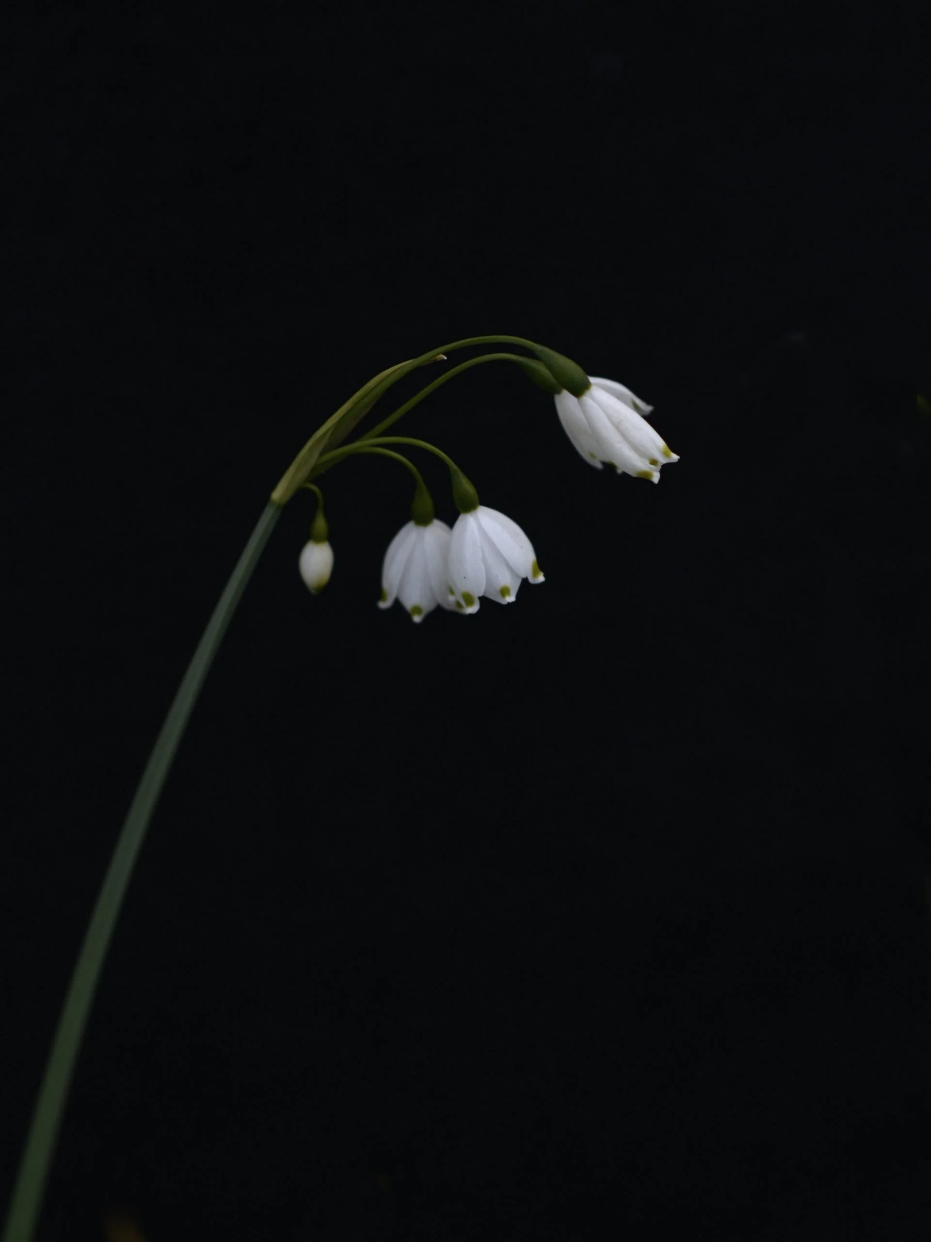 Sommarsnöklocka - Image 3