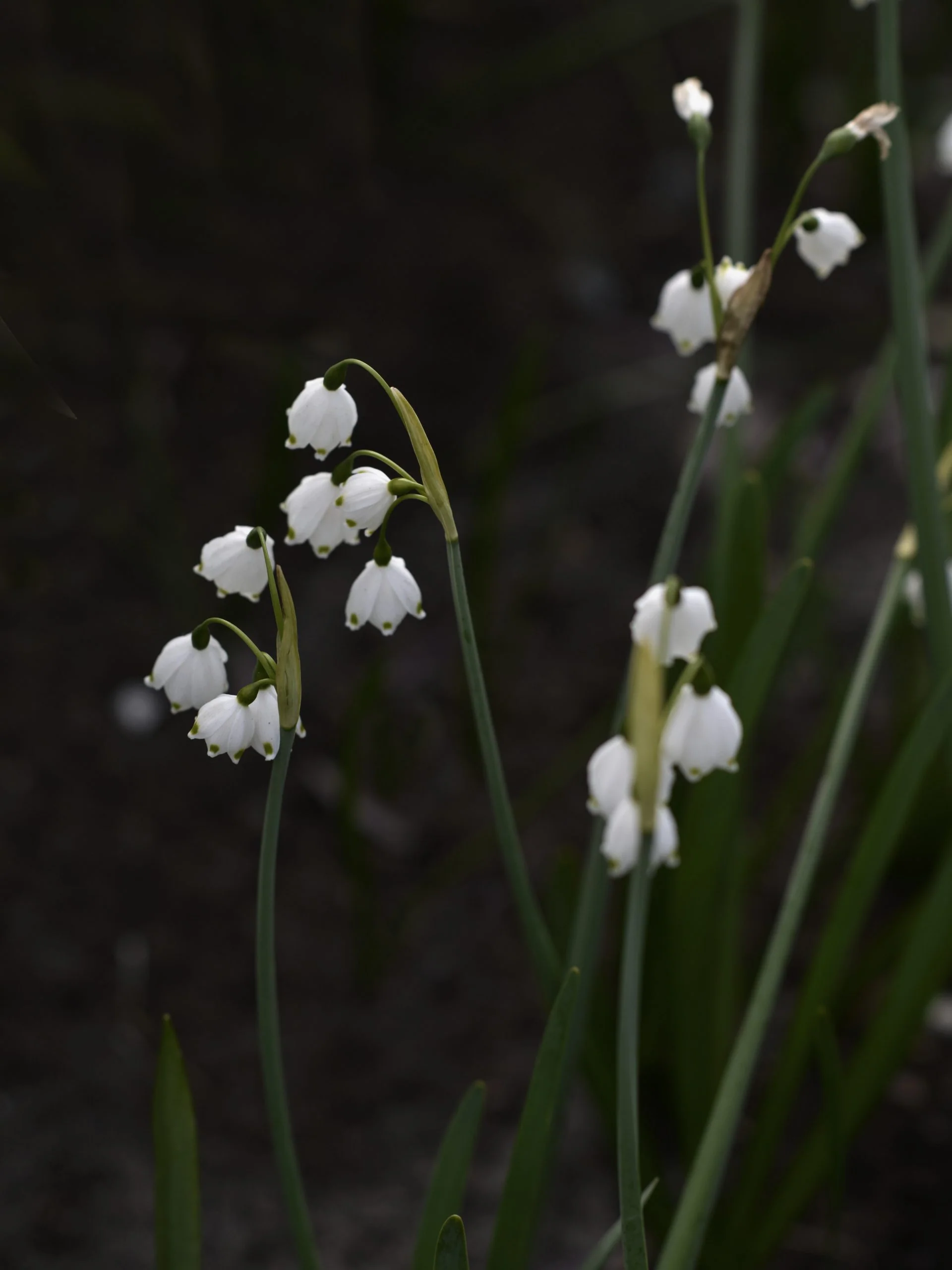 Sommarsnöklocka - Image 4