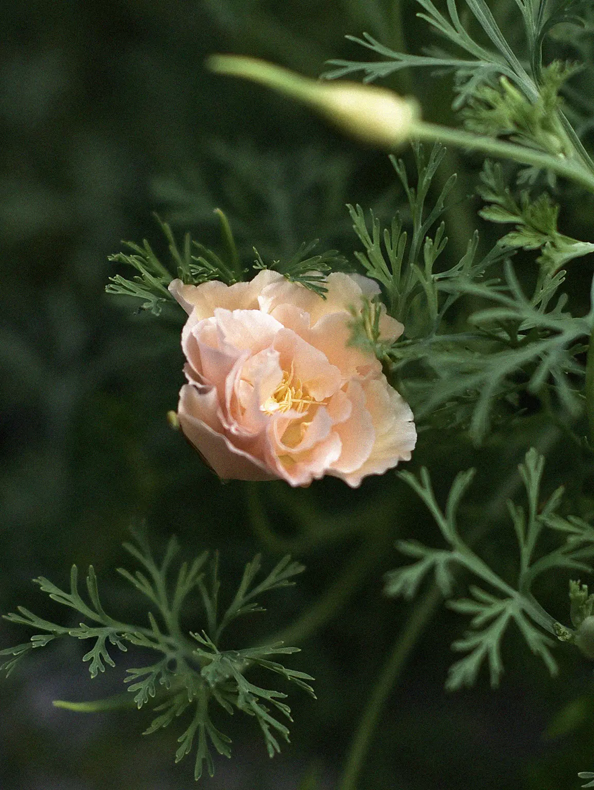 Sömntuta 'Thai Silk Pink Champagne' - Image 3