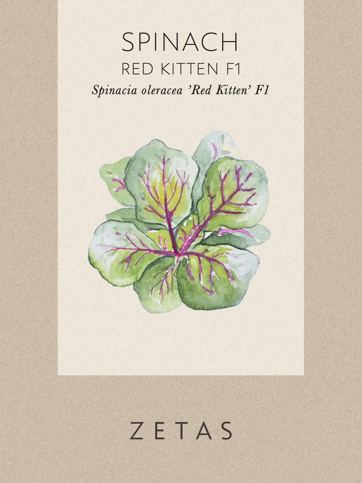 Spenat 'Red Kitten' - Image 4