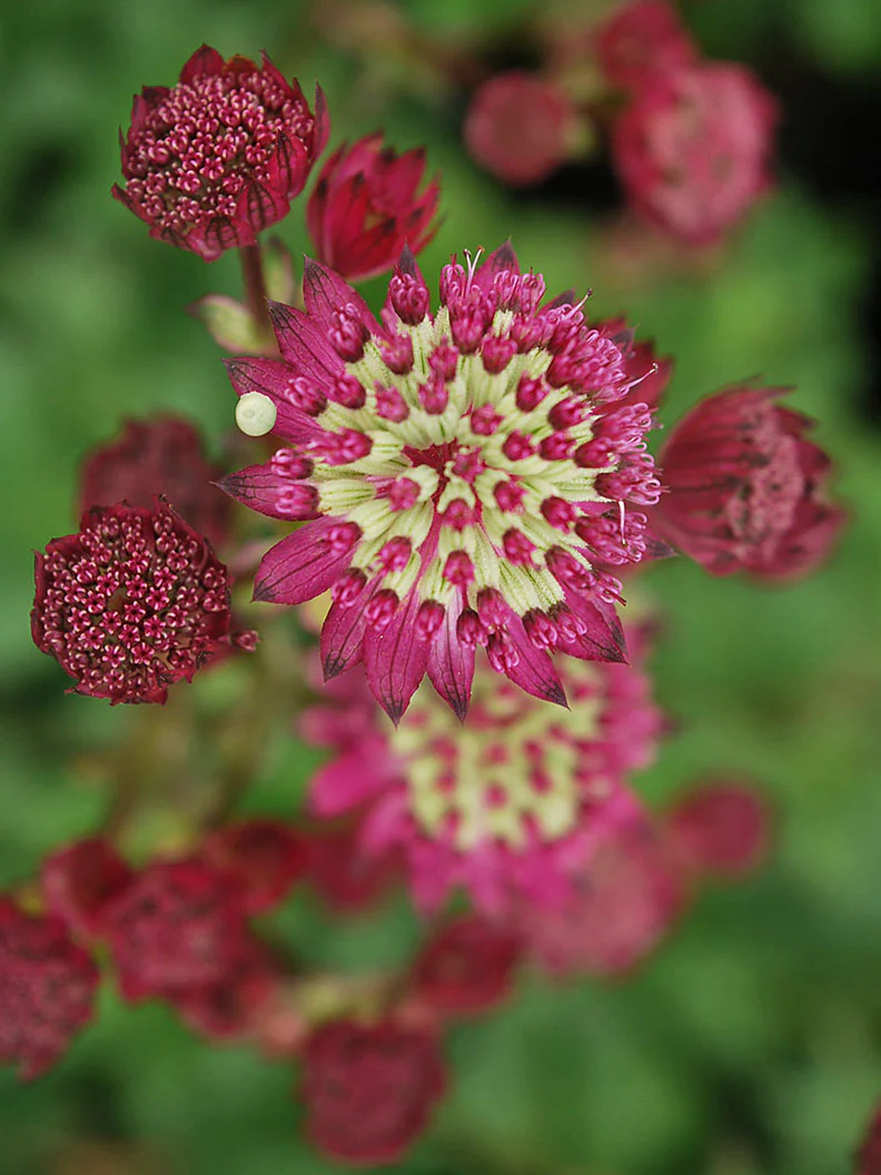 Stjärnflocka 'Star of Beauty' - Image 3