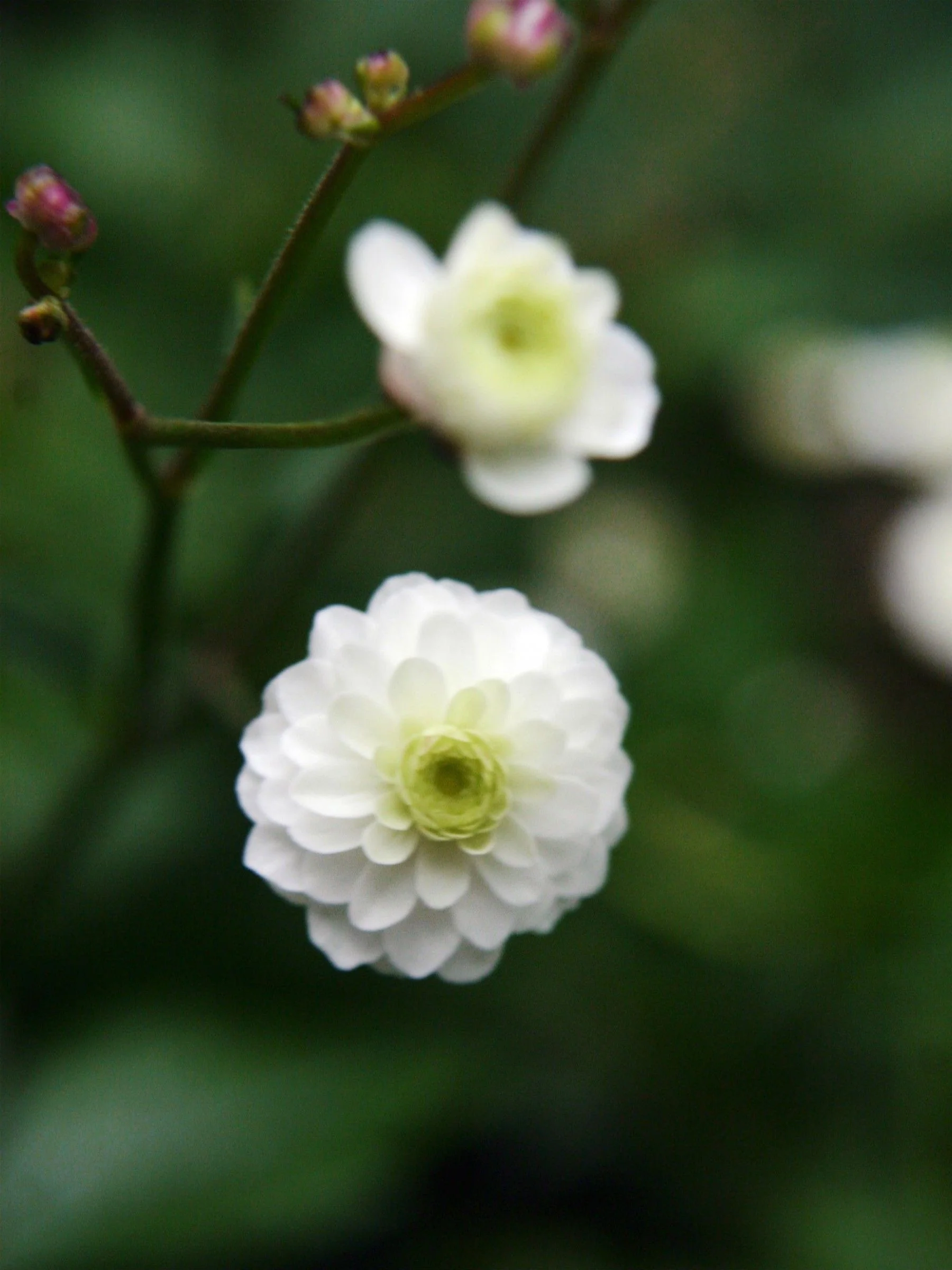 Stormhattsranunkel 'Flore Pleno' - Image 2