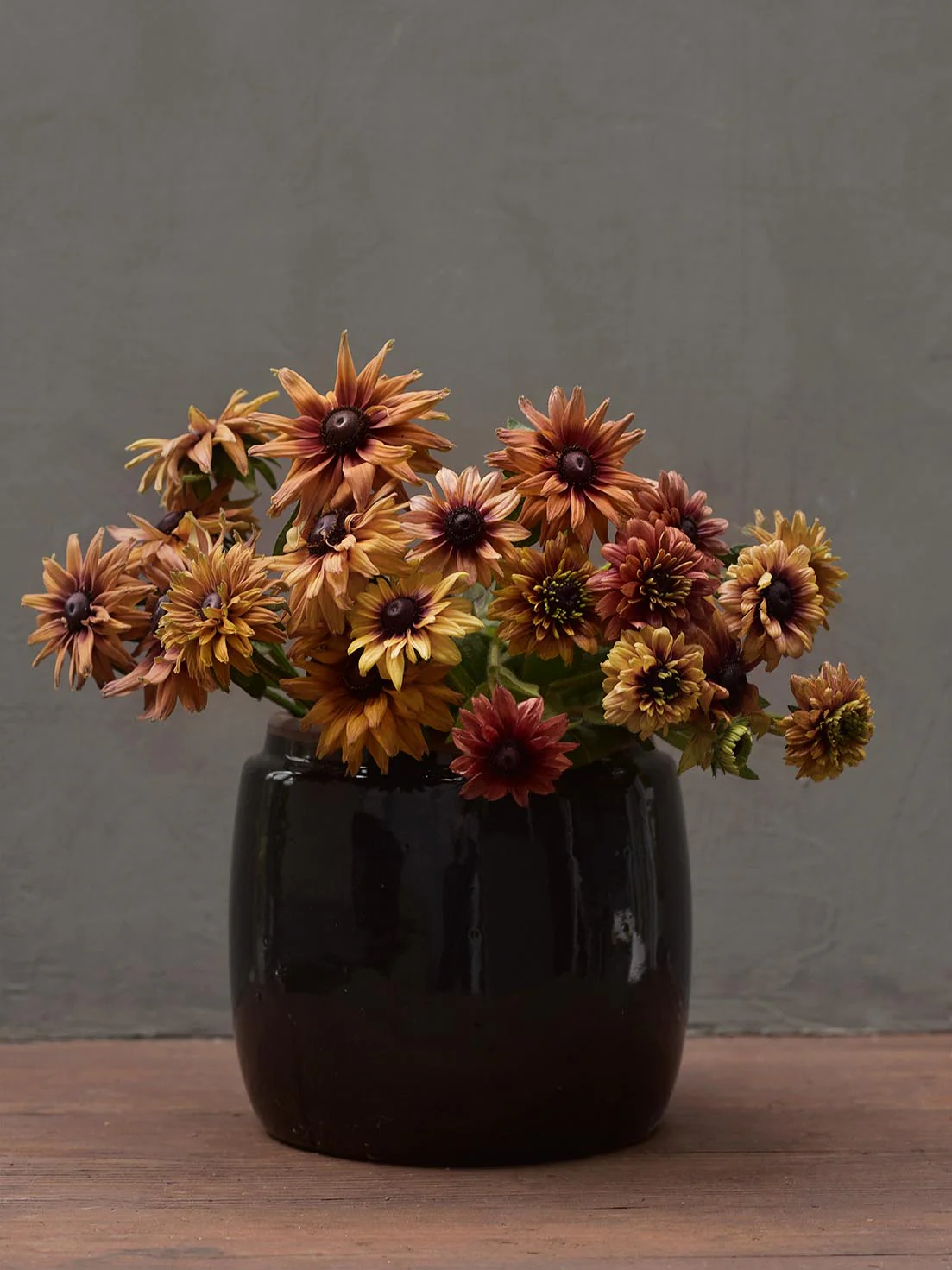 Sträv Rudbeckia 'Sahara' - Image 3