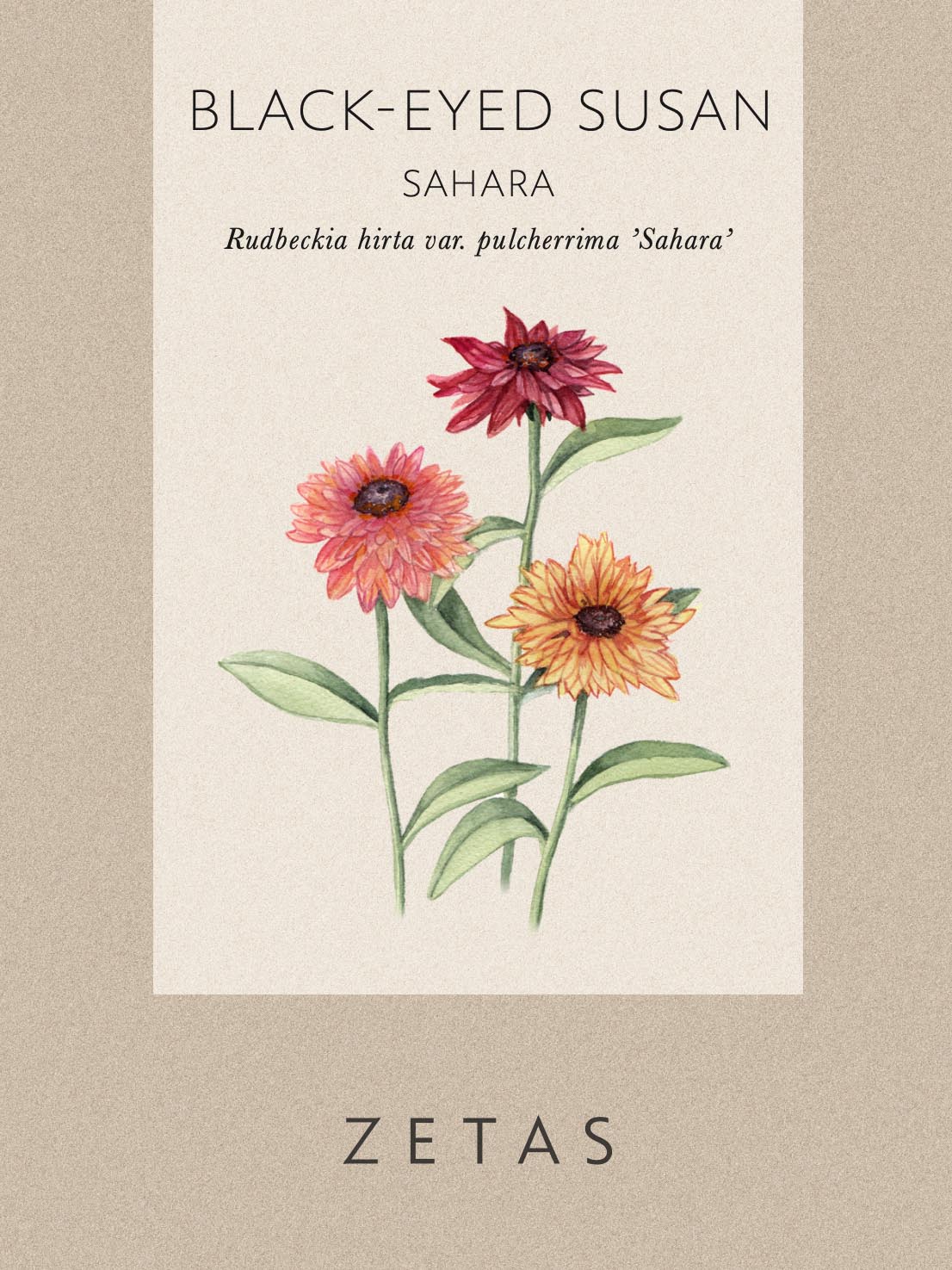 Sträv Rudbeckia 'Sahara' - Image 4