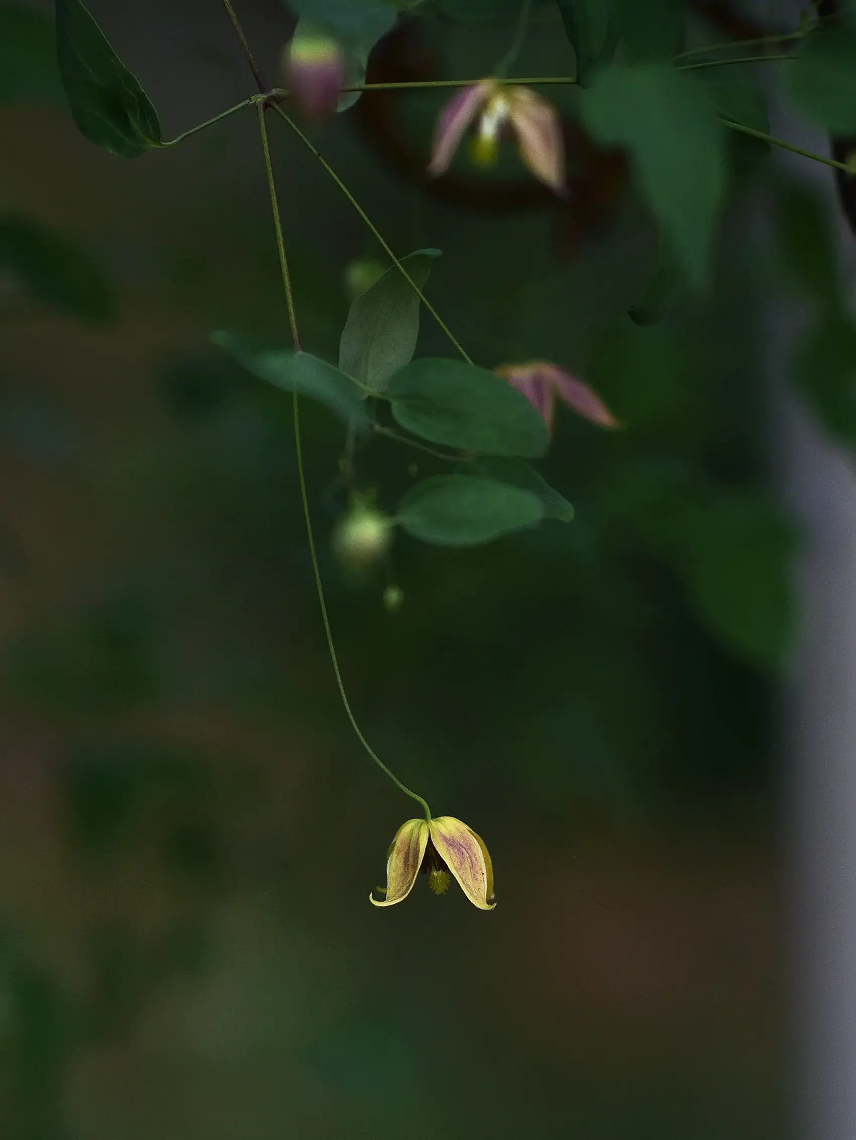 Tangutica-klematis 'My Angel'* - Image 3