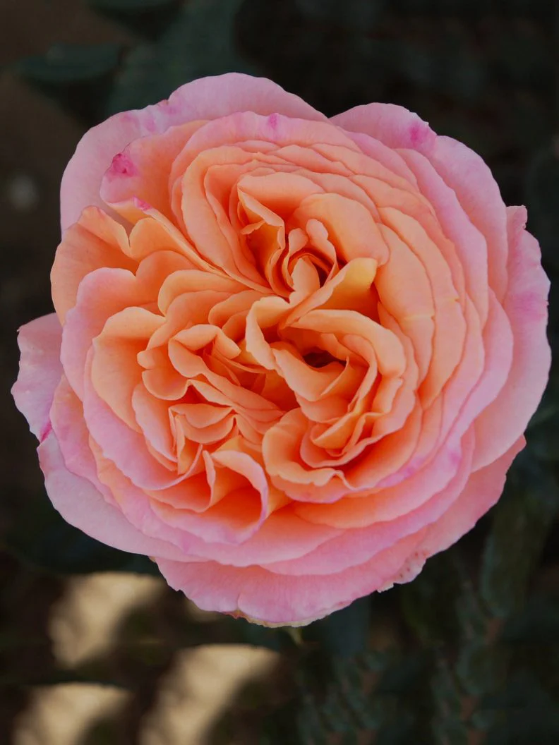 Tehybridros 'Mary Ann' - Image 4