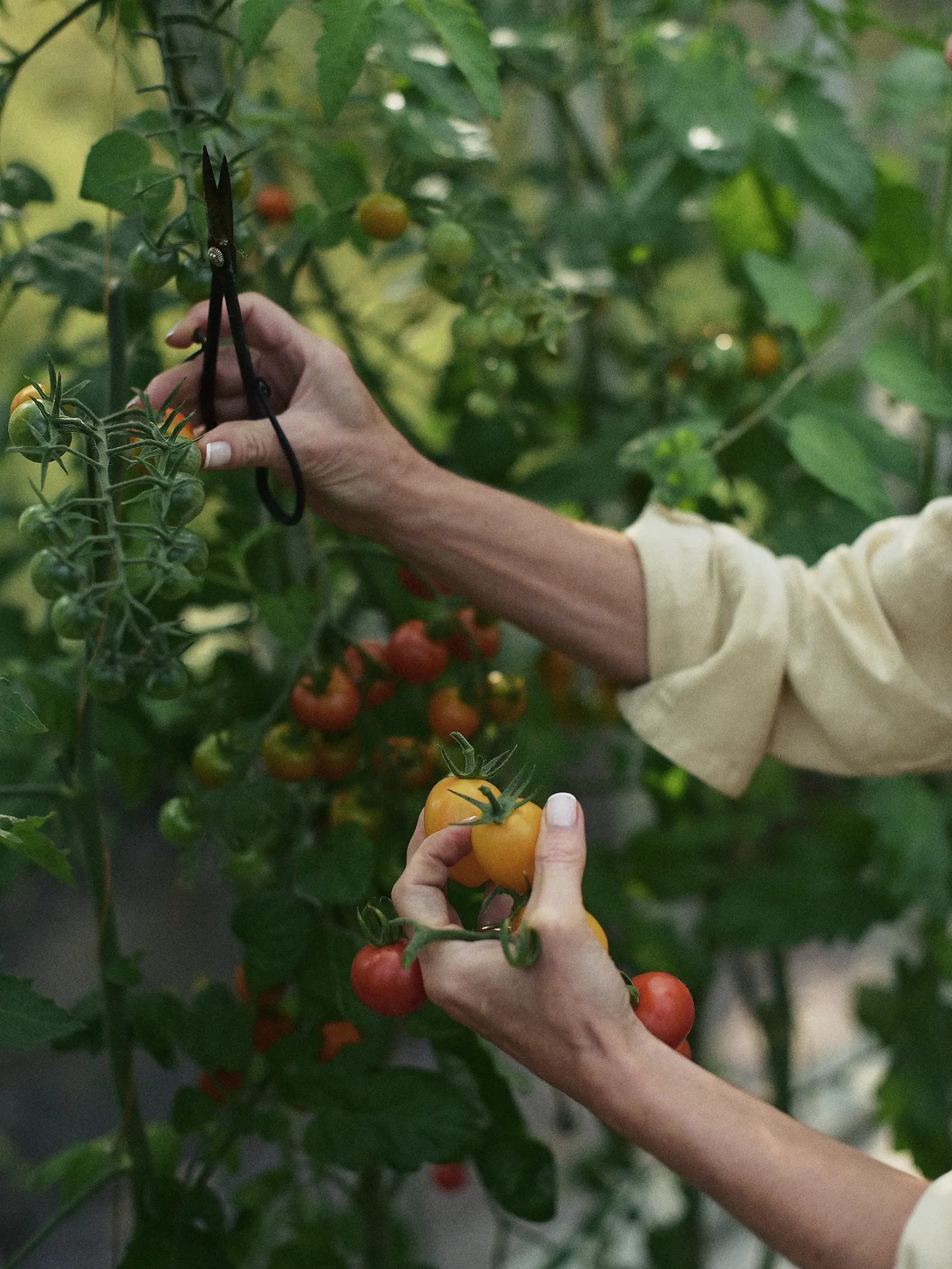 Tomatnäring Godare Tomater - Image 7