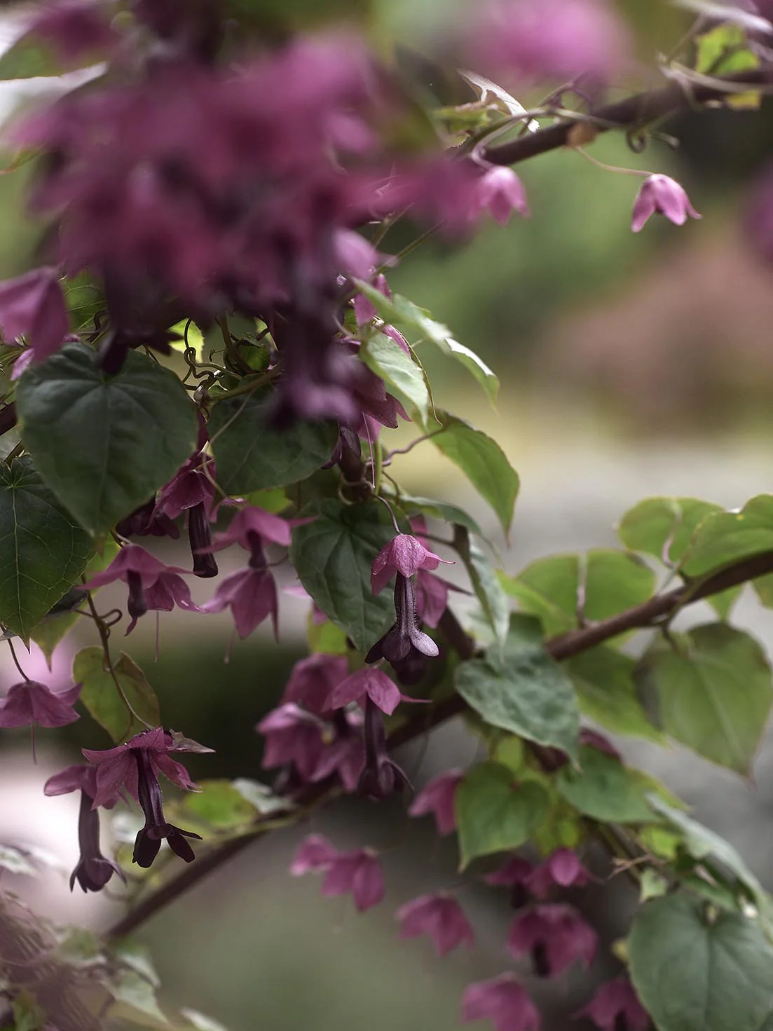 Törnrosas Kjortel 'Purple Bells' - Image 3