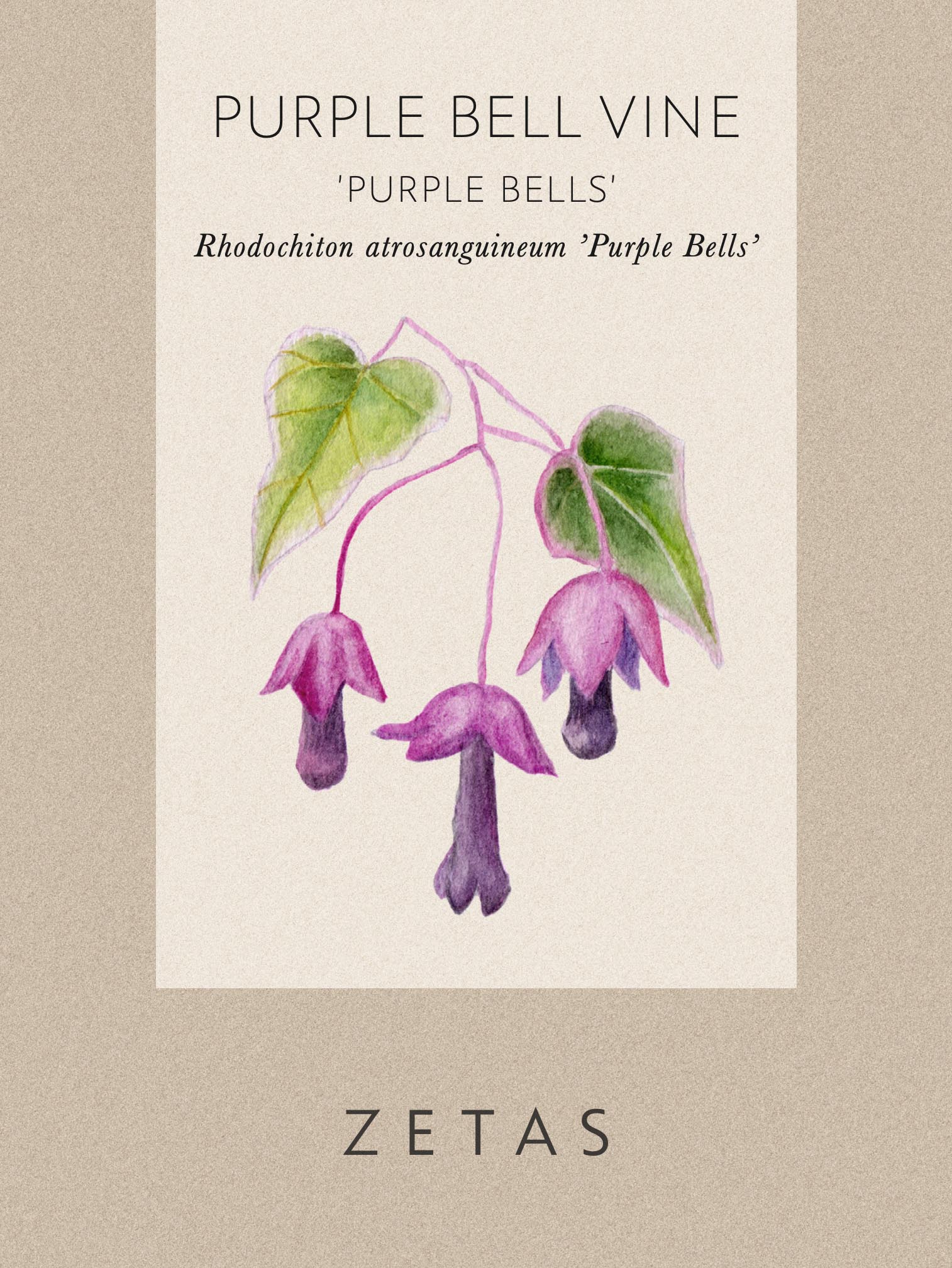 Törnrosas Kjortel 'Purple Bells' - Image 4