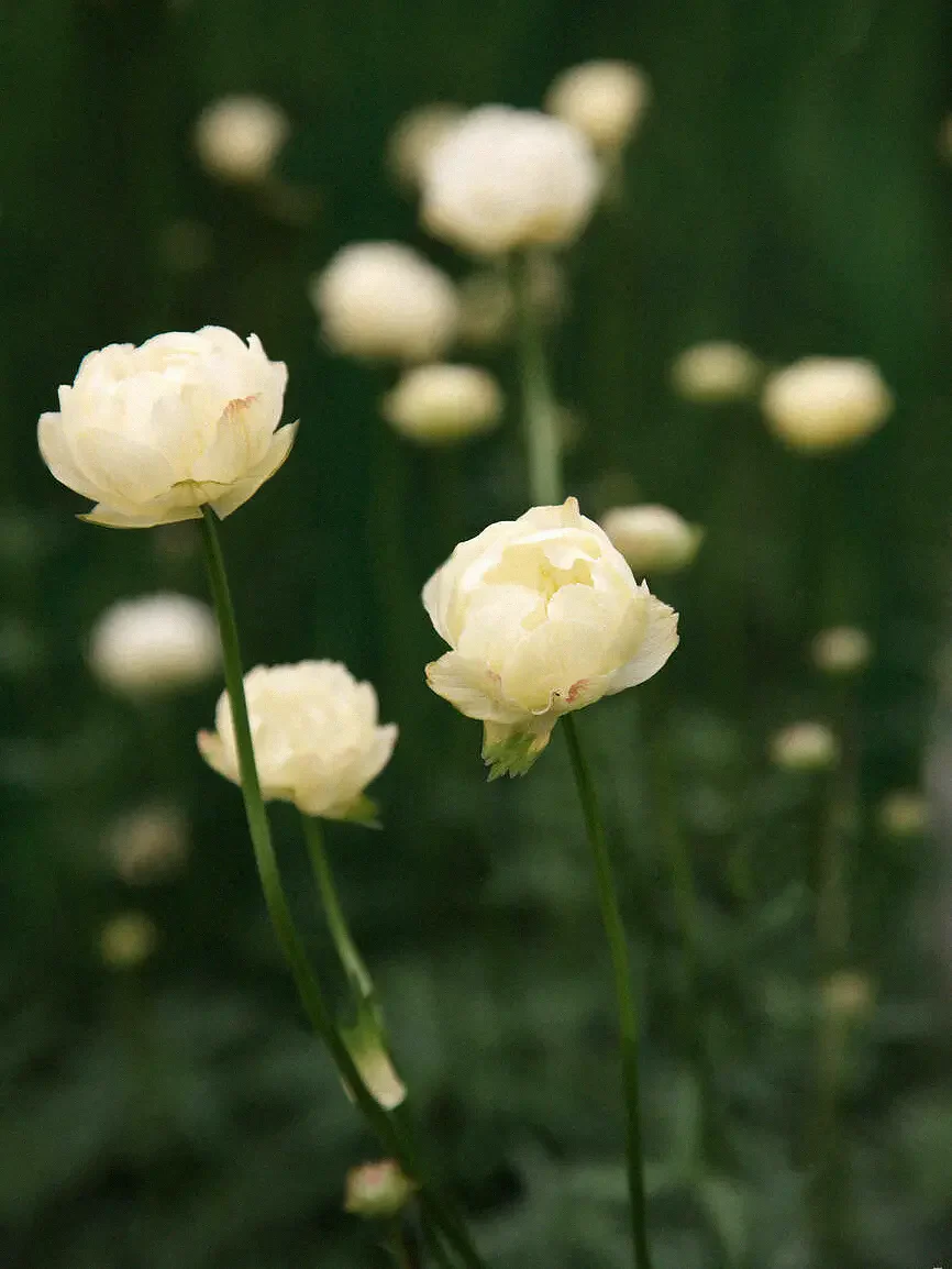 Trädgårdssmörboll 'Alabaster' - Image 2