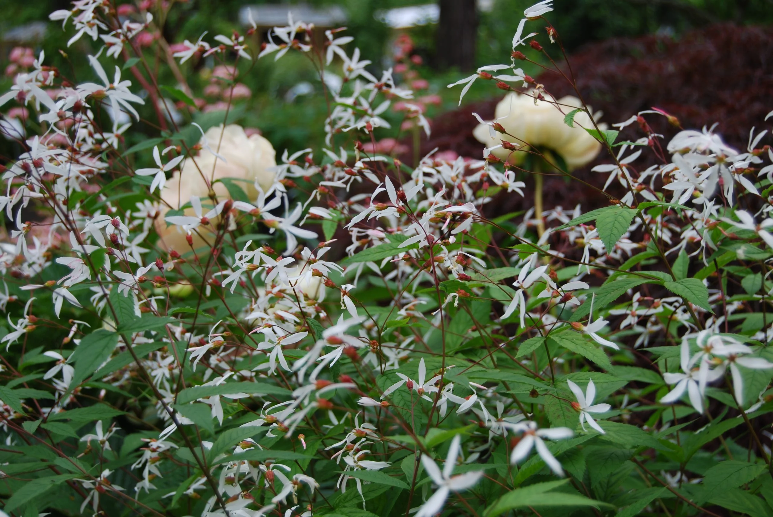 Trebladspira Stort exemplar - Image 7