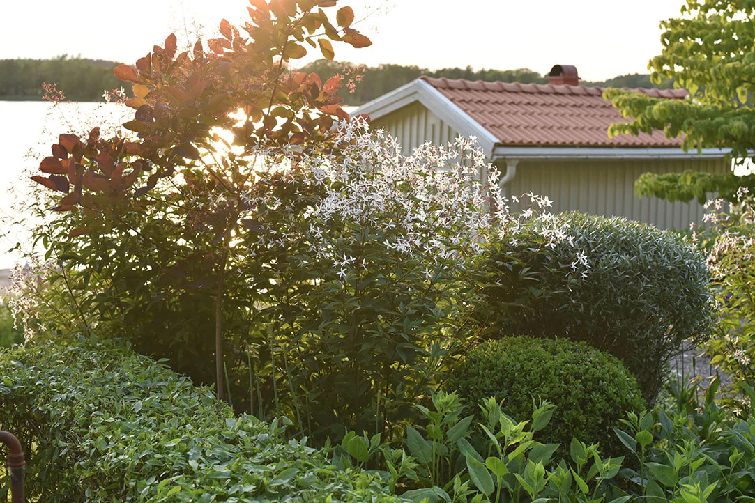 Trebladspira Stort exemplar - Image 8