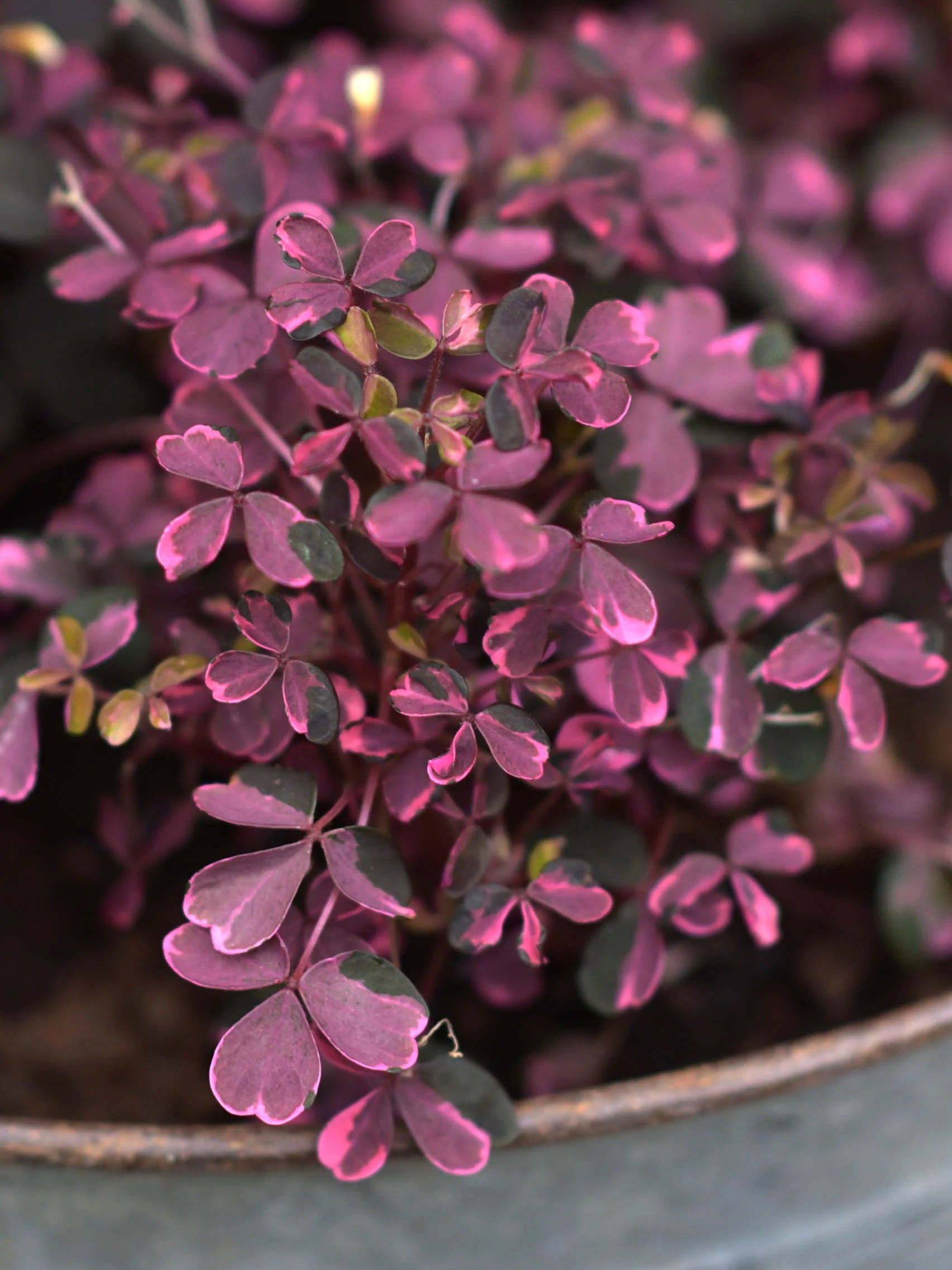 Triangeloxalis 'Crazy Plum' - Image 3