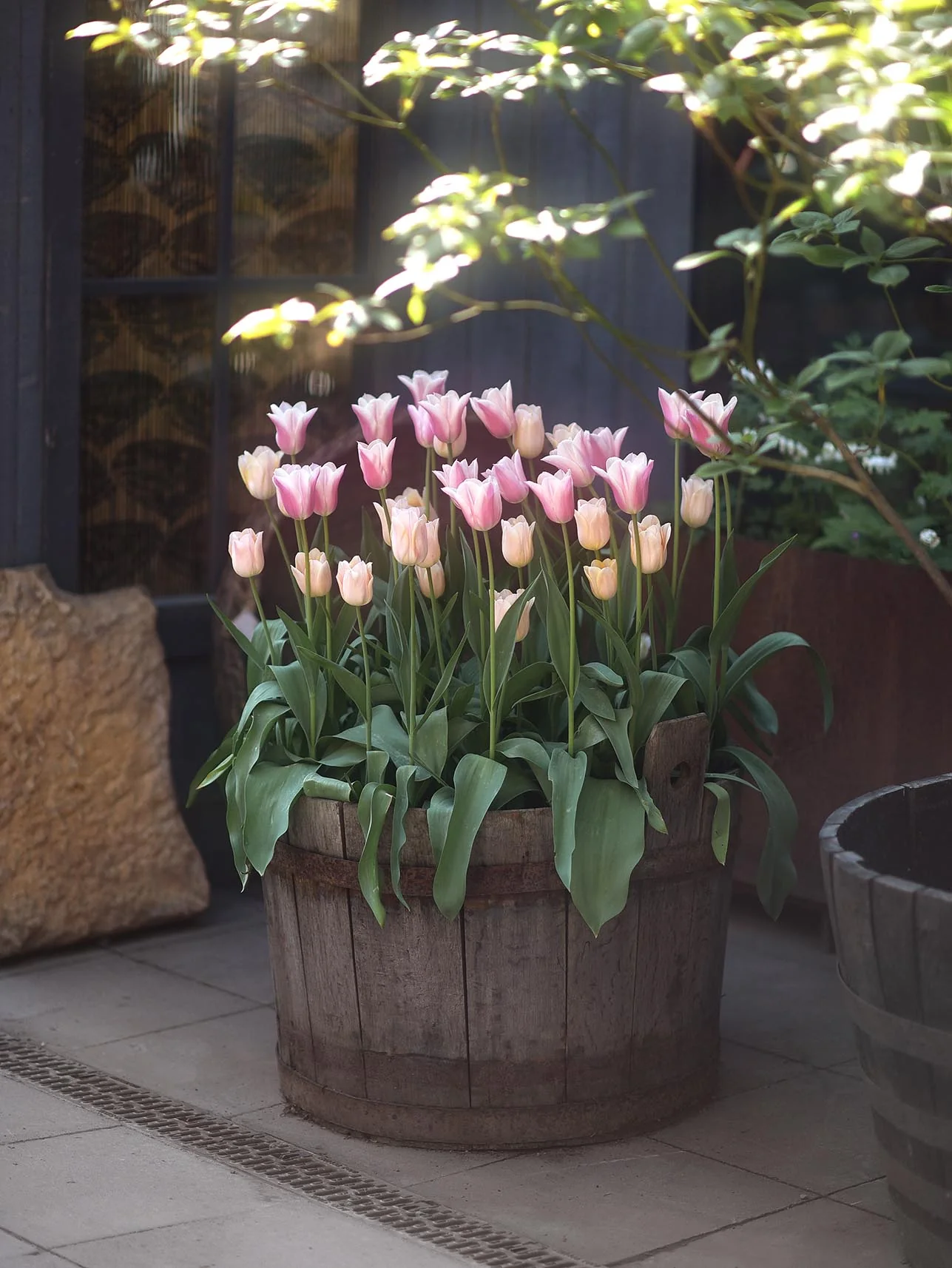 Tulpanmix 'Pink Champagne' - Image 3