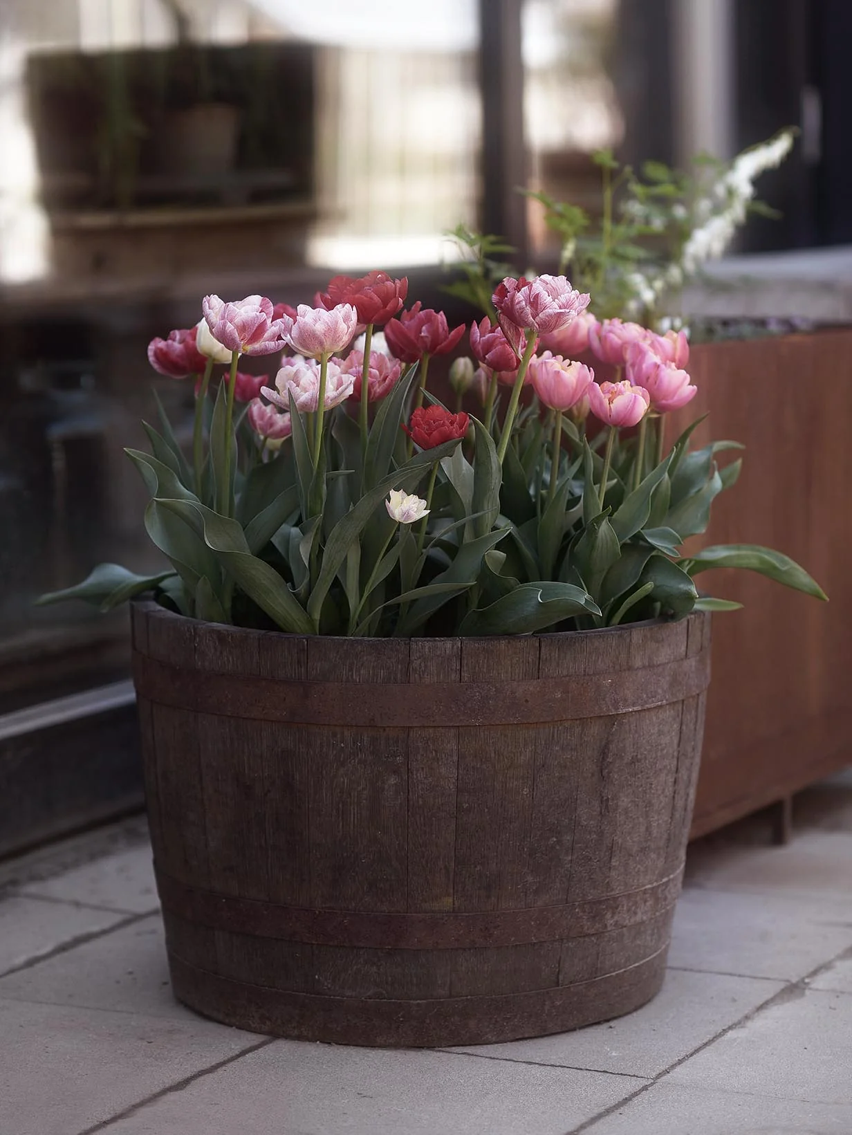 Tulpanmix 'Cherry Stream' - Image 4