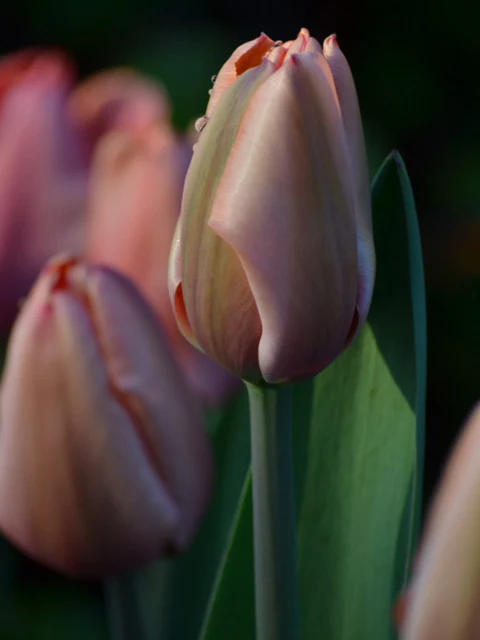 Tulpan 'Apricot Delight' - Image 4