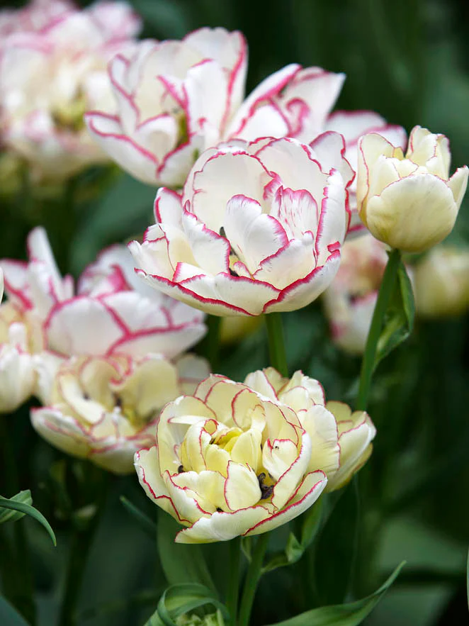 Tulpan 'Belicia' - Image 3