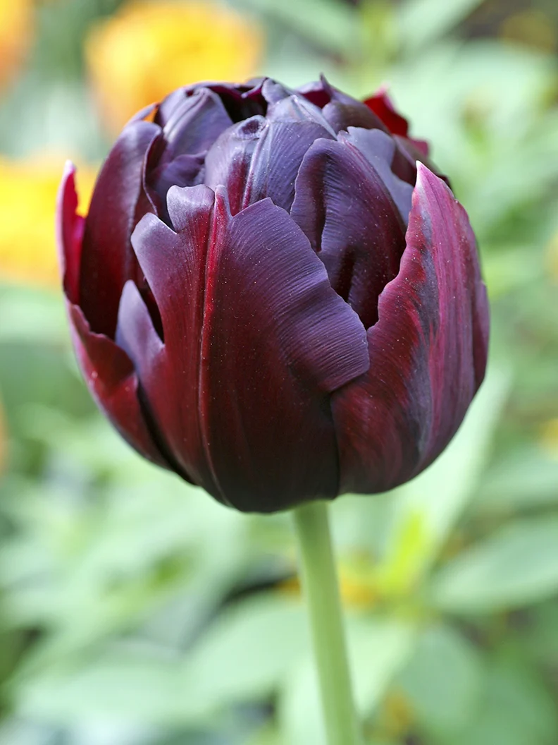 Tulpan 'Black Hero' - Image 5