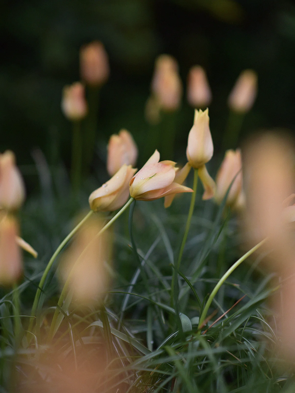 Miniatyrbild 1