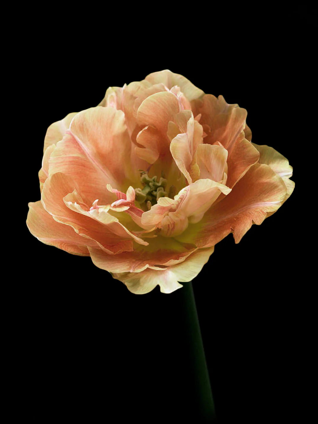 Tulpan "Charming Beauty" - Image 2