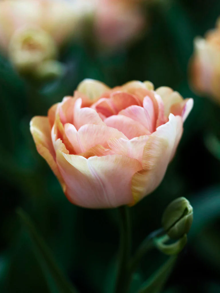 Tulpan "Charming Beauty" - Image 3
