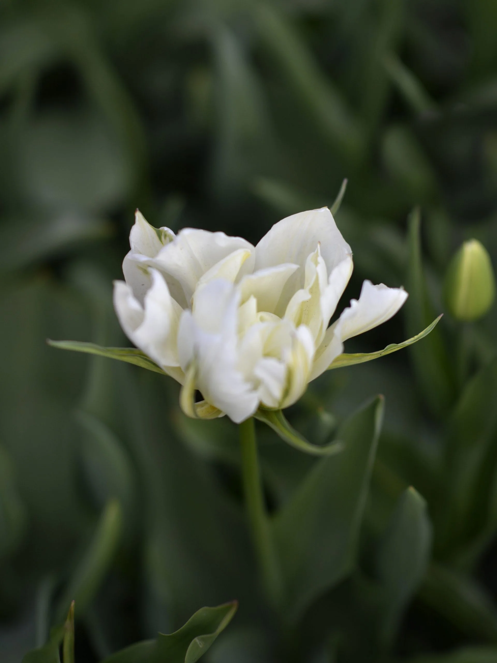 Tulpan 'Exotic Emperor' - Image 4